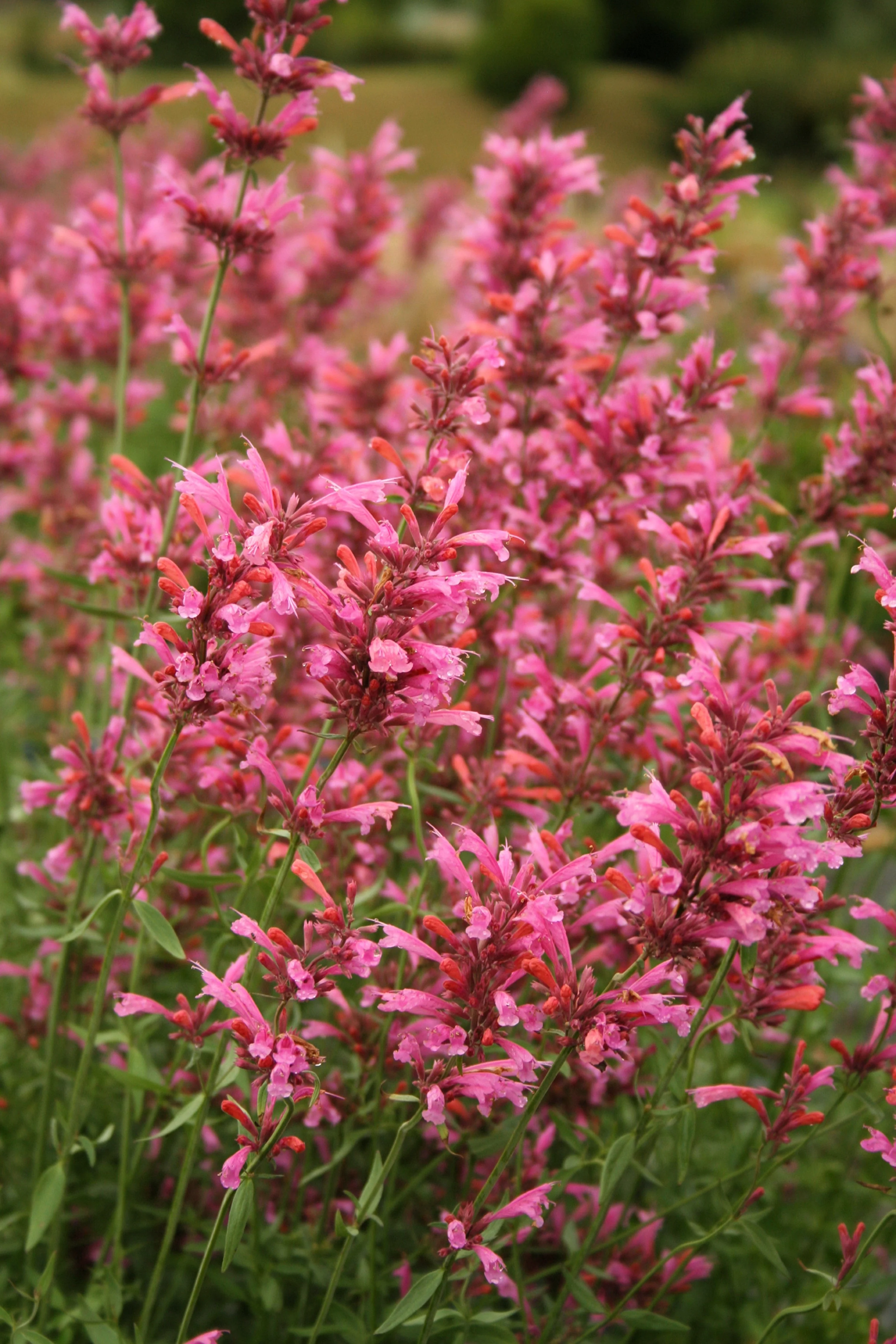 30 Red AGASTACHE HEATHER QUEEN Hummingbrid Mint Hyssop Flower Herb Seeds - Image 4