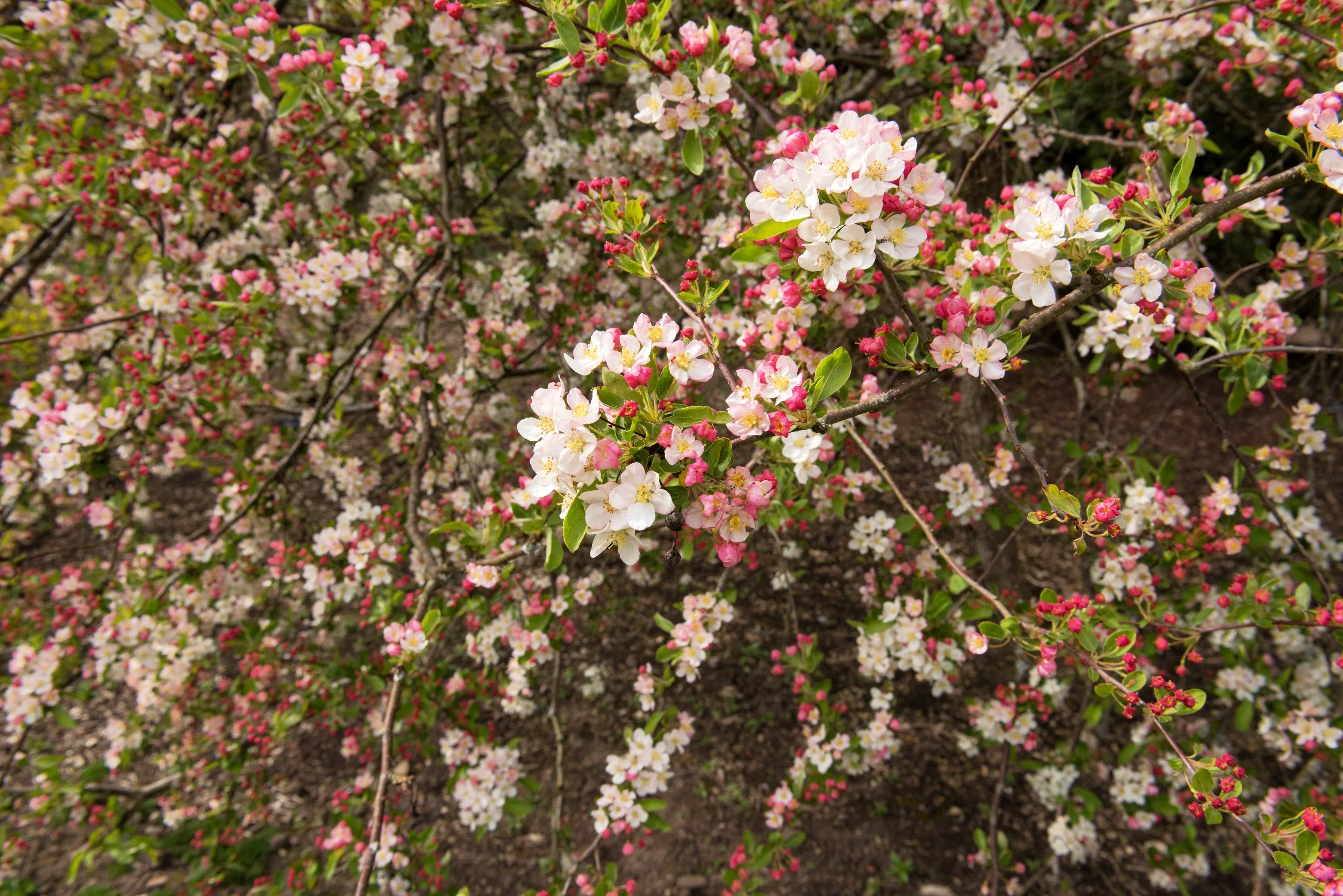 30 Sargent CRAB APPLE Shrub Hummingbird Flower White Red Malus Sargentii Seeds - Image 9