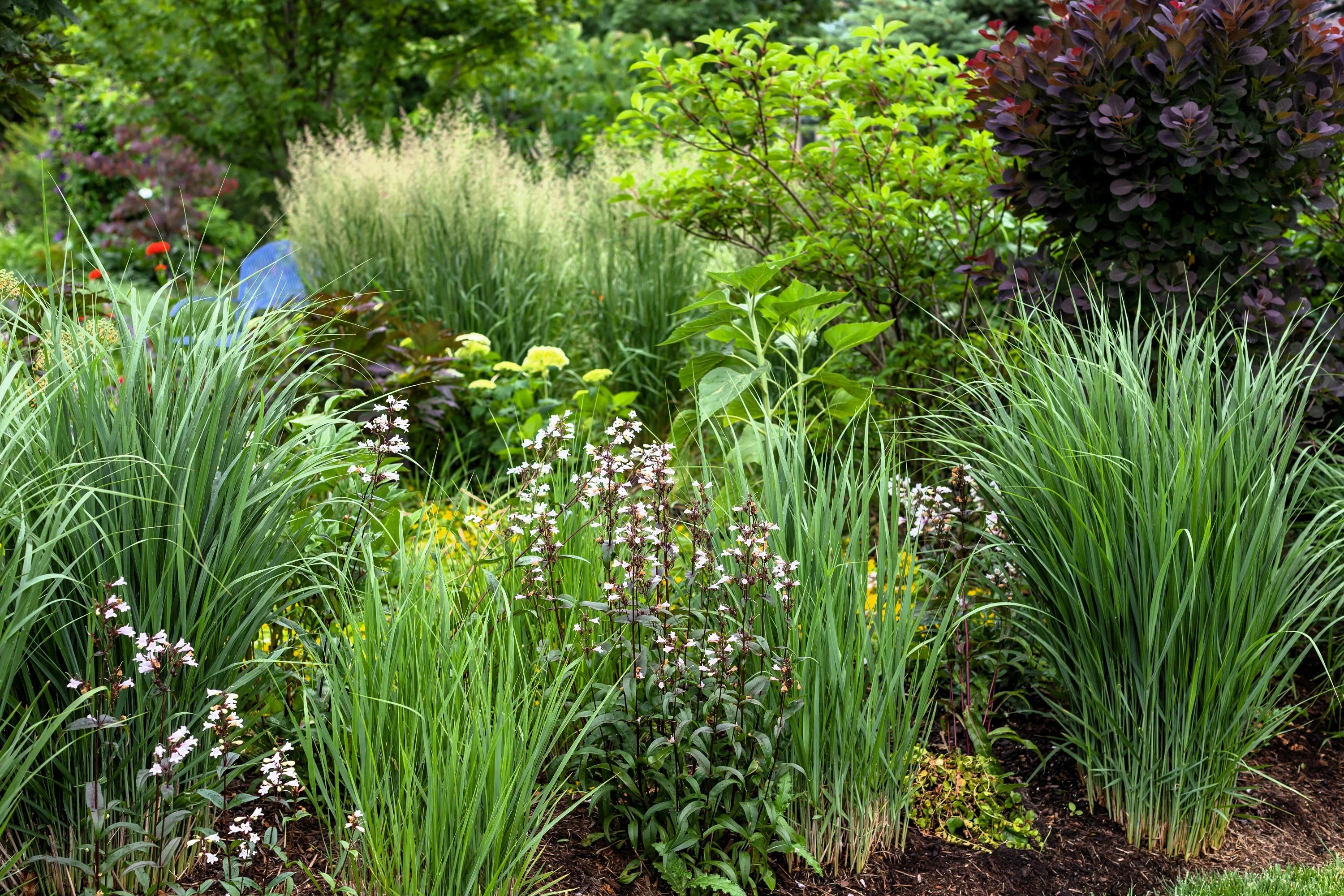 30 Violet PANIC GRASS Panicum Miliaceum Violaceum Ornamental Purple Millet Seeds - Image 6