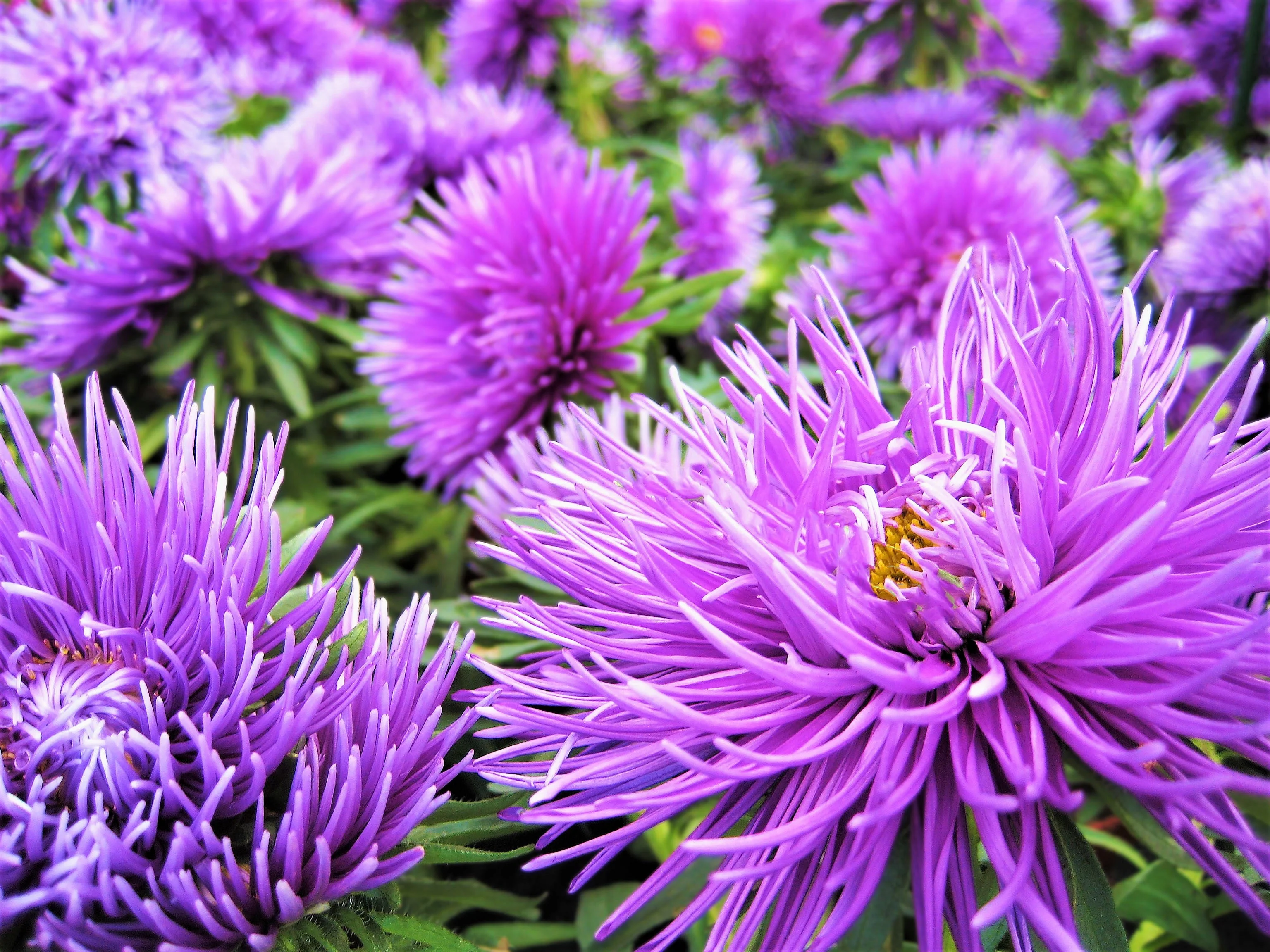 30 VIOLET Purple NEEDLE ASTER Callistephus Chinensis Unicom Flower Seeds - Image 2