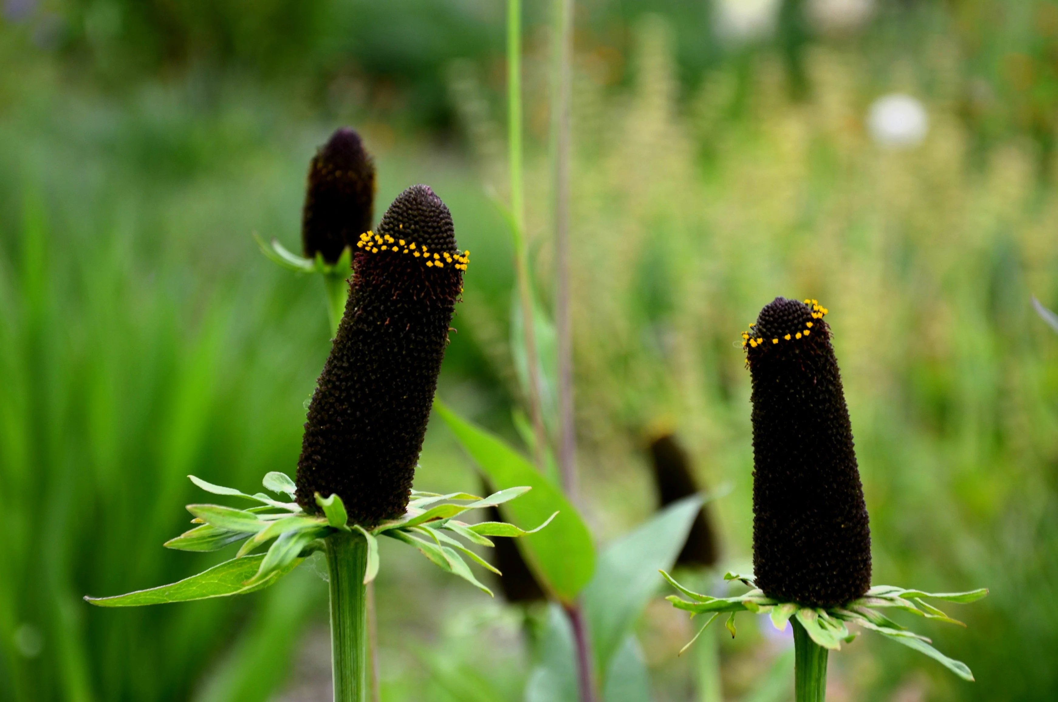 30 WESTERN CONEFLOWER Rudbeckia Occidentalis Green Wizard aka Rayless Naked Chocolate Black Flower Herb Seeds - Image 2