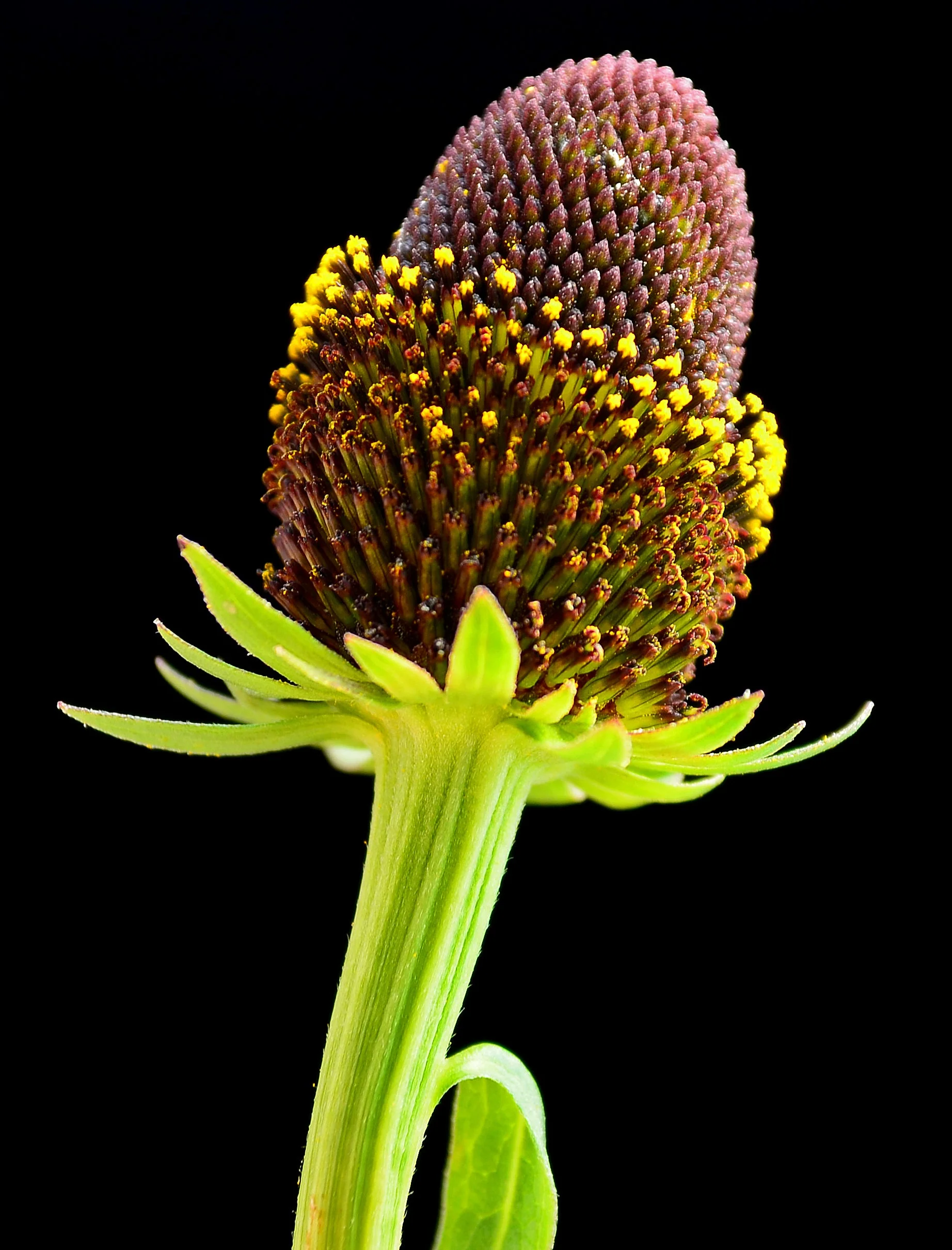 30 WESTERN CONEFLOWER Rudbeckia Occidentalis Green Wizard aka Rayless Naked Chocolate Black Flower Herb Seeds - Image 4