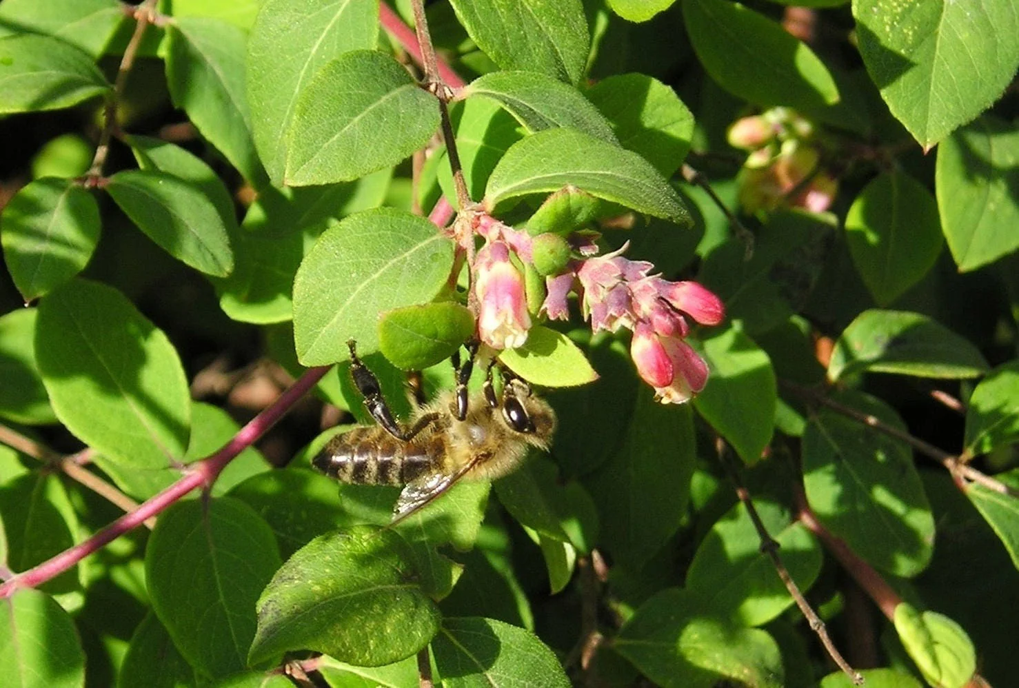 30 WESTERN SNOWBERRY Shrub White Pink Flower Symphoricarpos Occidentalis Seeds - Image 3
