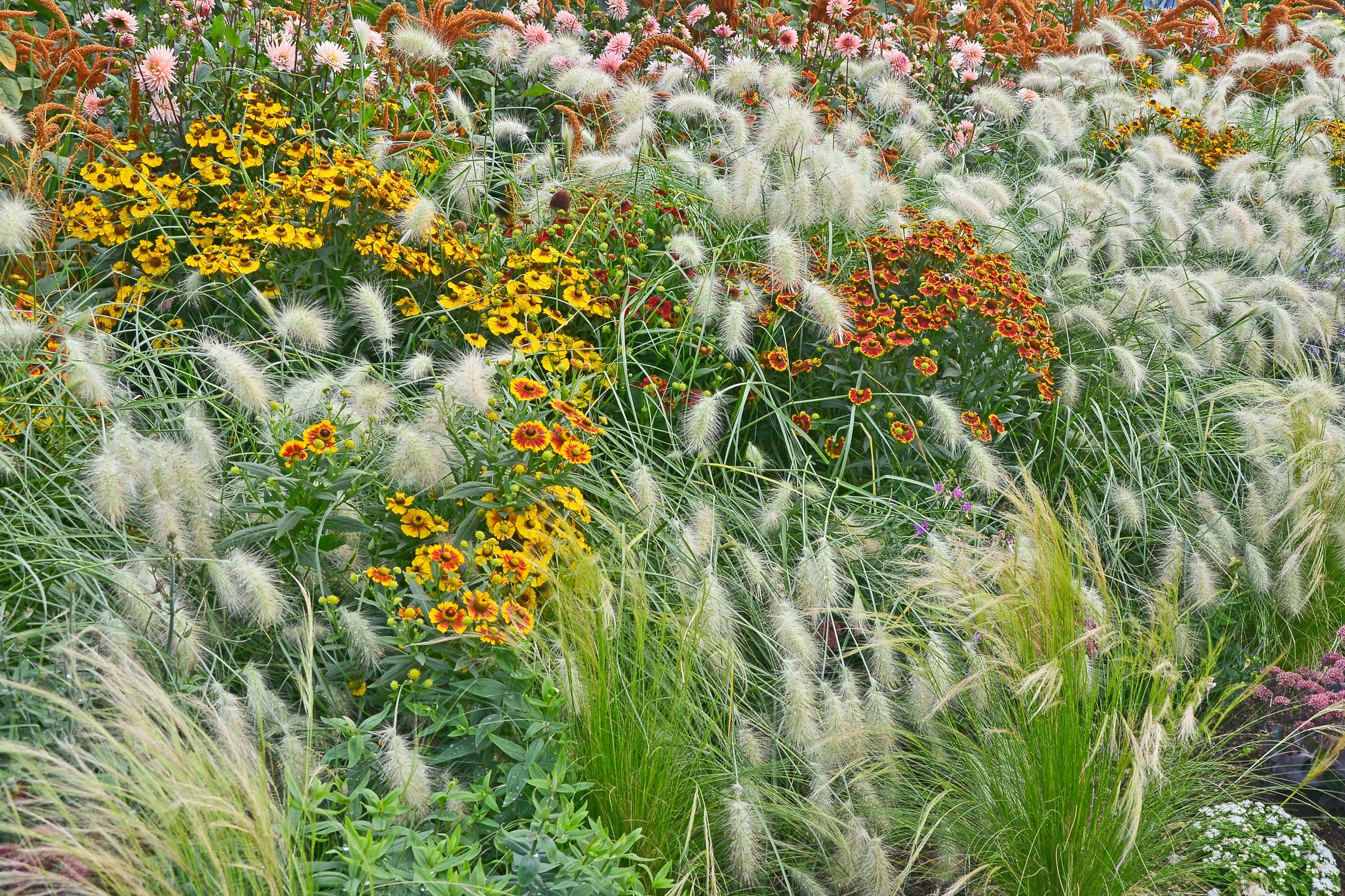 30 WHITE FOUNTAIN GRASS Pennisetum Villosum Ornamental Flower Seeds - Image 6