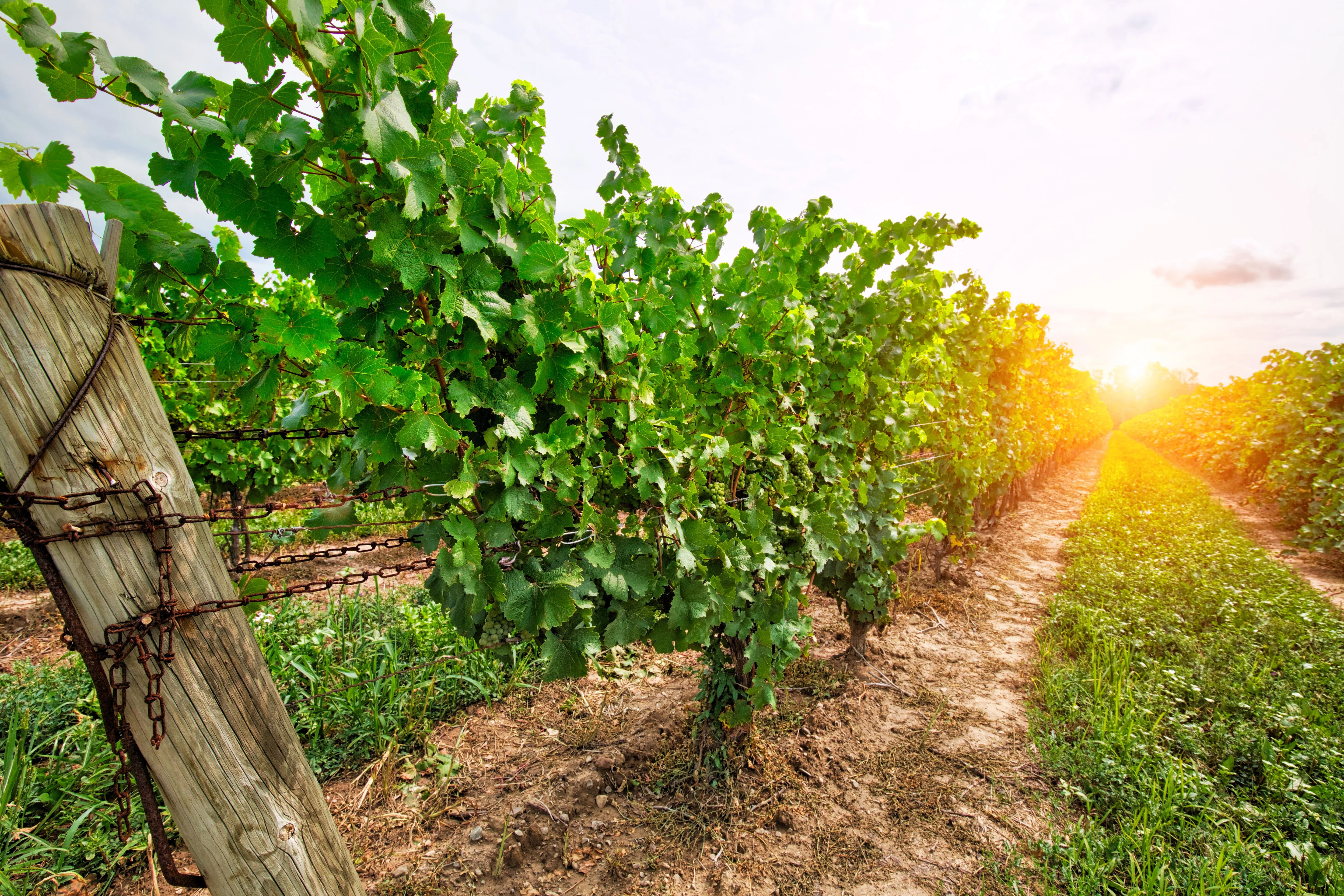30 WINE GRAPE Vitis Viniferia Domestic Mixed Colors Fruit Vine Seeds - Image 10