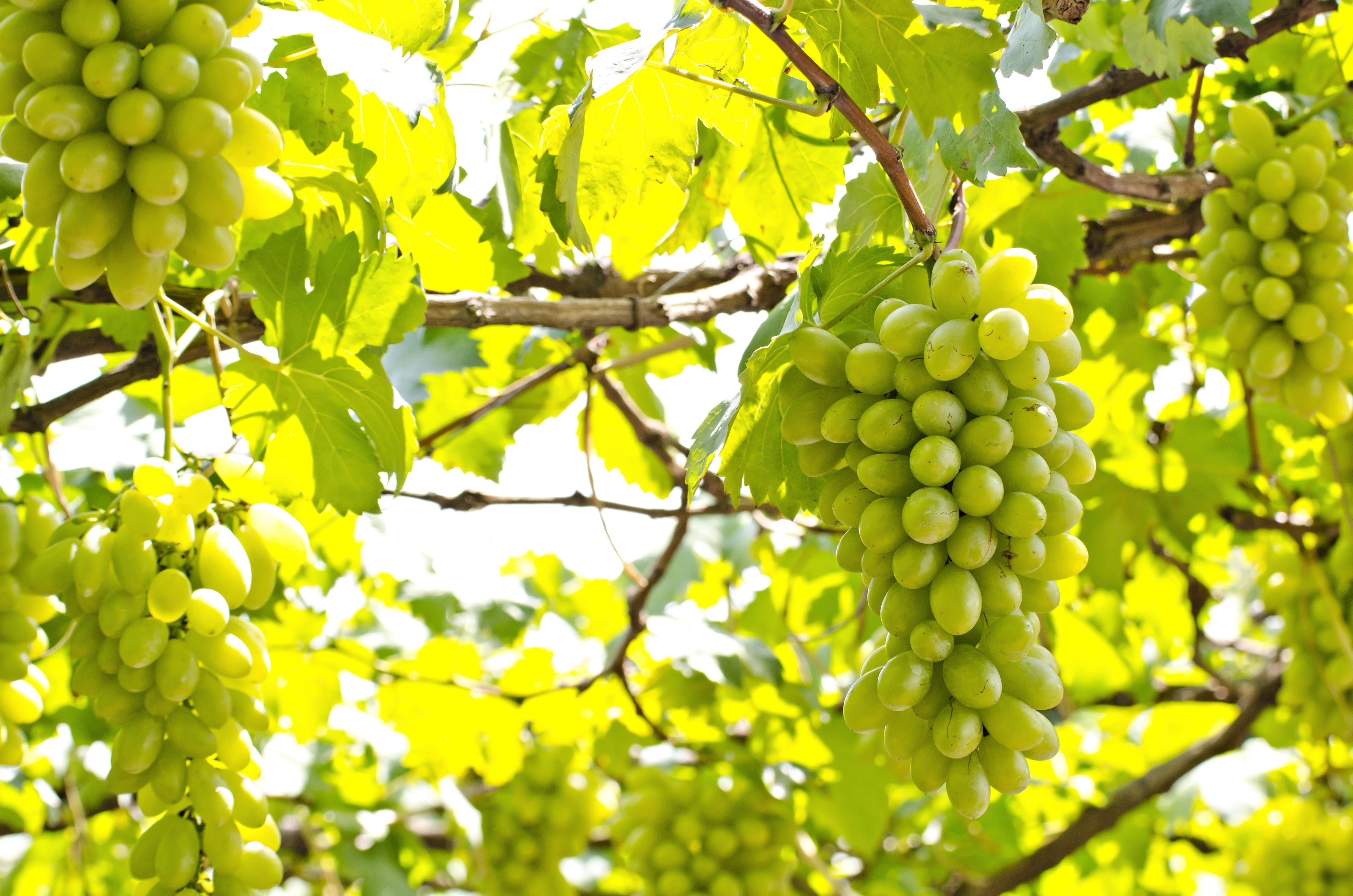 30 WINE GRAPE Vitis Viniferia Domestic Mixed Colors Fruit Vine Seeds - Image 5