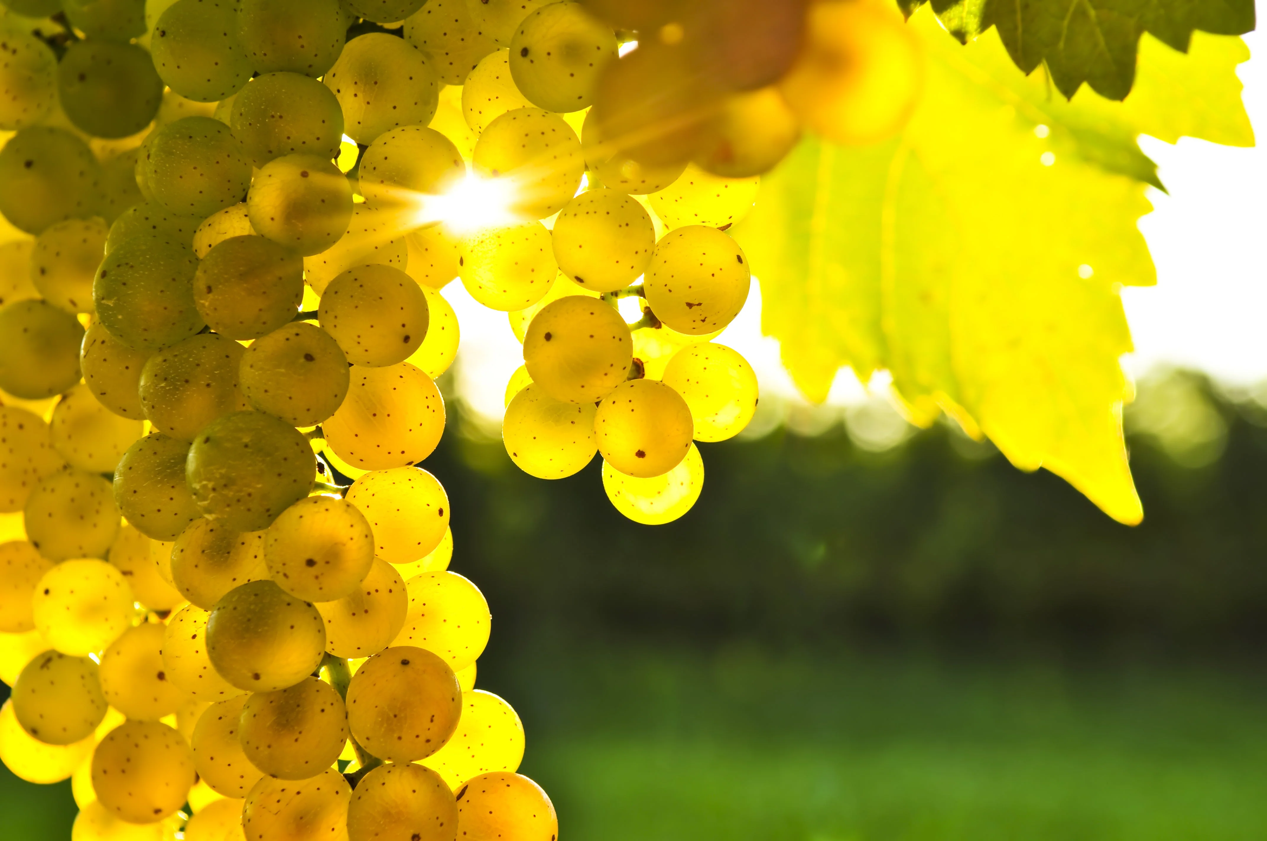 30 WINE GRAPE Vitis Viniferia Domestic Mixed Colors Fruit Vine Seeds - Image 6
