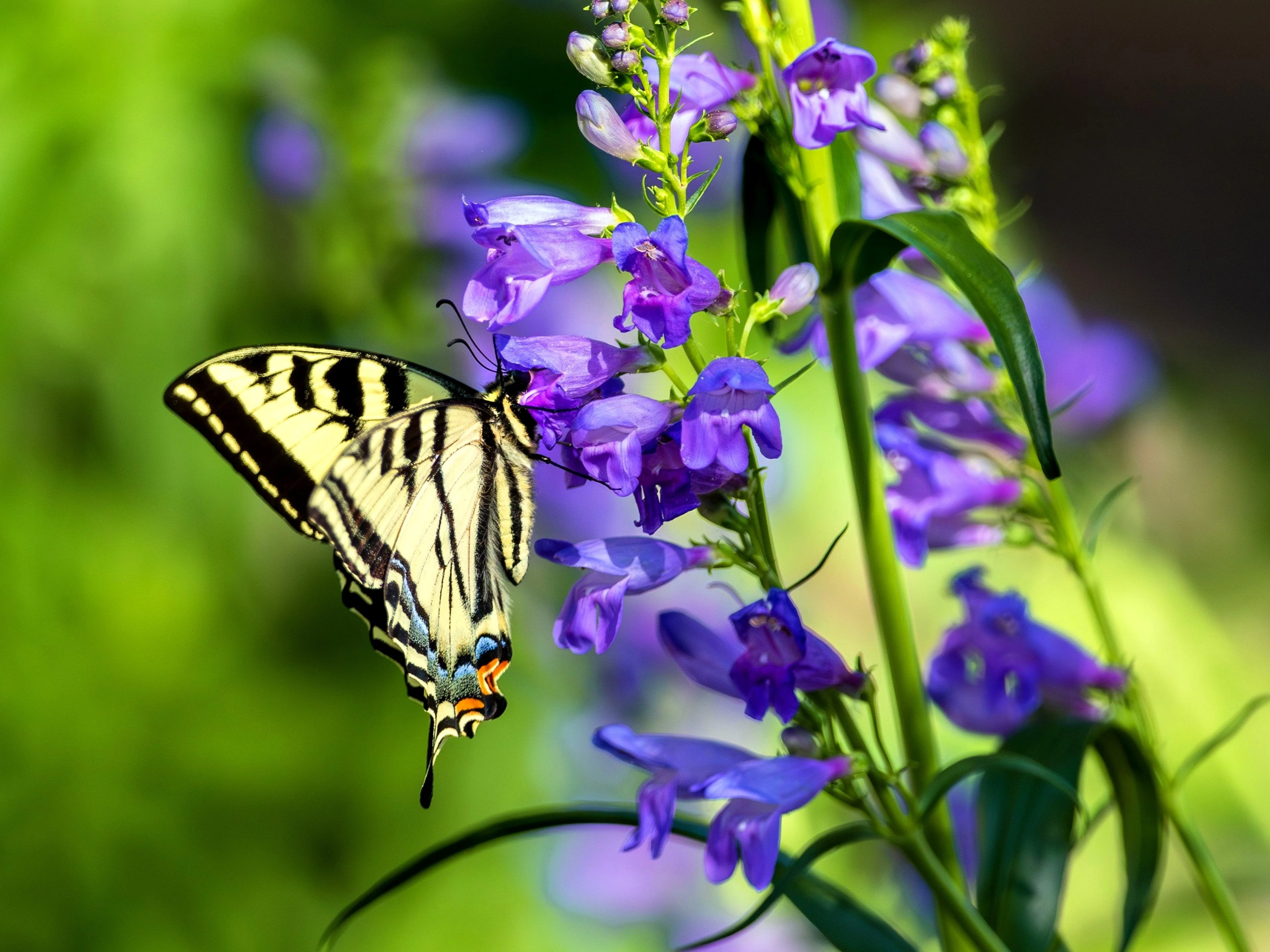 300 Blue ROCKY MOUNTAIN BEARDTONGUE Penstemon Strictus Flower Seeds - Image 3