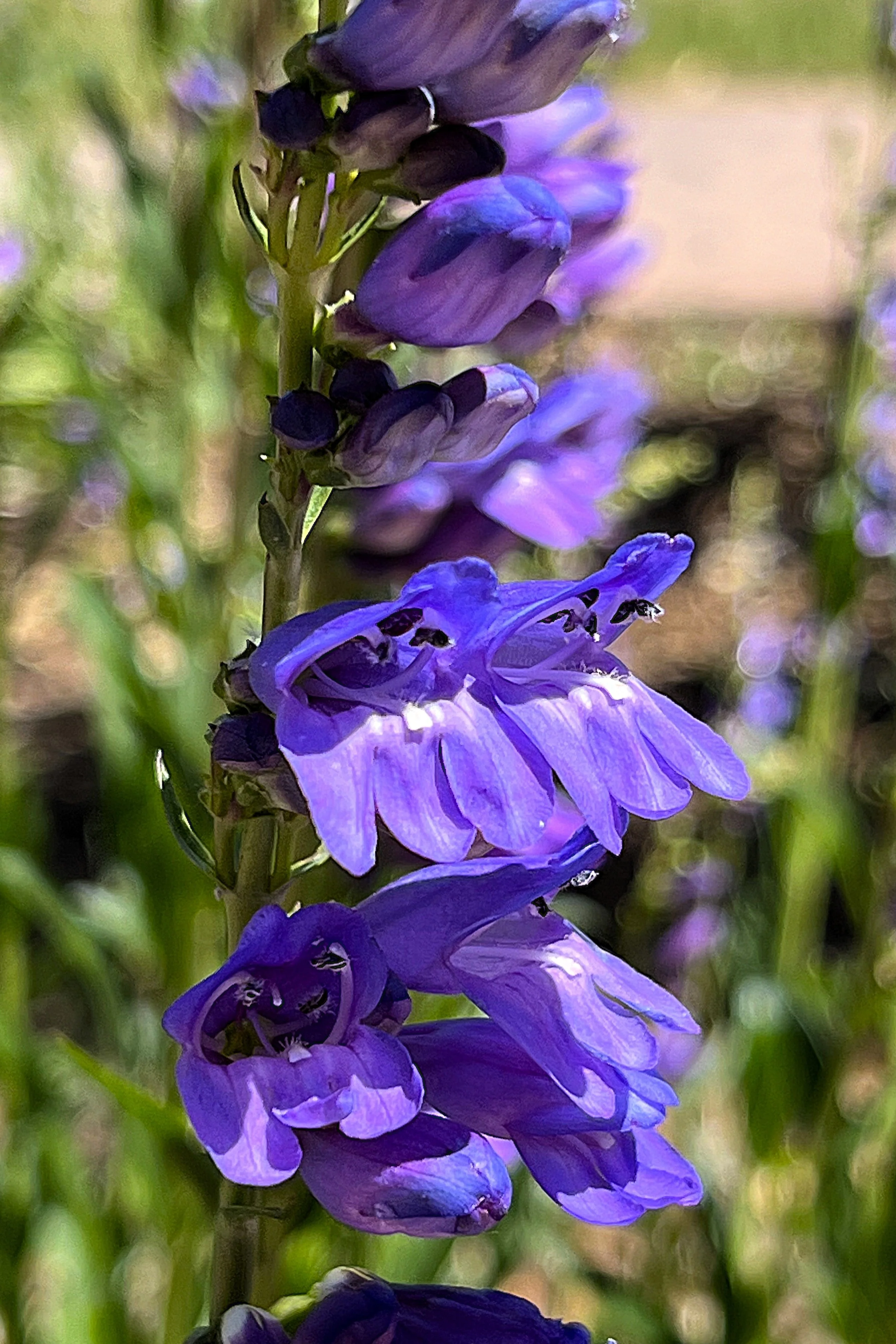 300 Blue ROCKY MOUNTAIN BEARDTONGUE Penstemon Strictus Flower Seeds - Image 4