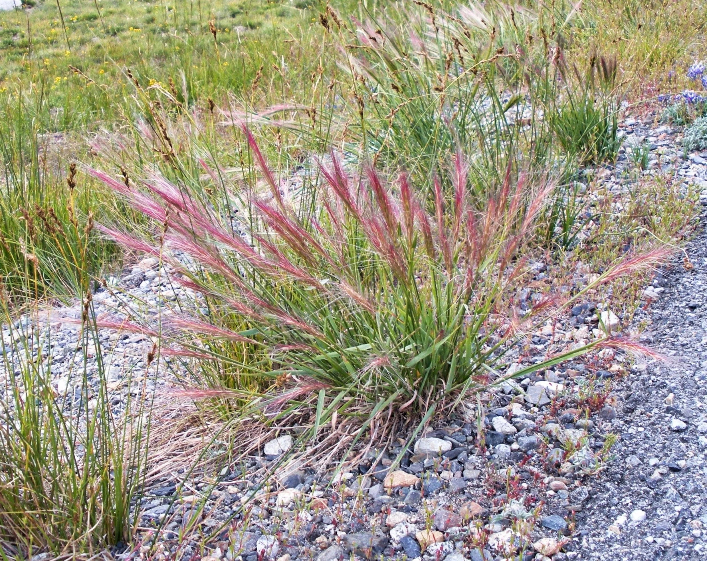 300 Bottlebrush SQUIRRELTAIL RYE GRASS Elymus Elymoides syn Sitanion Hystrix Red Plume Squirrel Tail Ornamental Seeds - Image 3