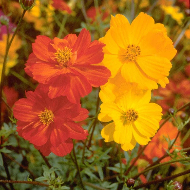 300 BRIGHT LIGHTS COSMOS Mix Mixed Colors Red Orange Yel Bipinnatus Flower Seeds - Image 2