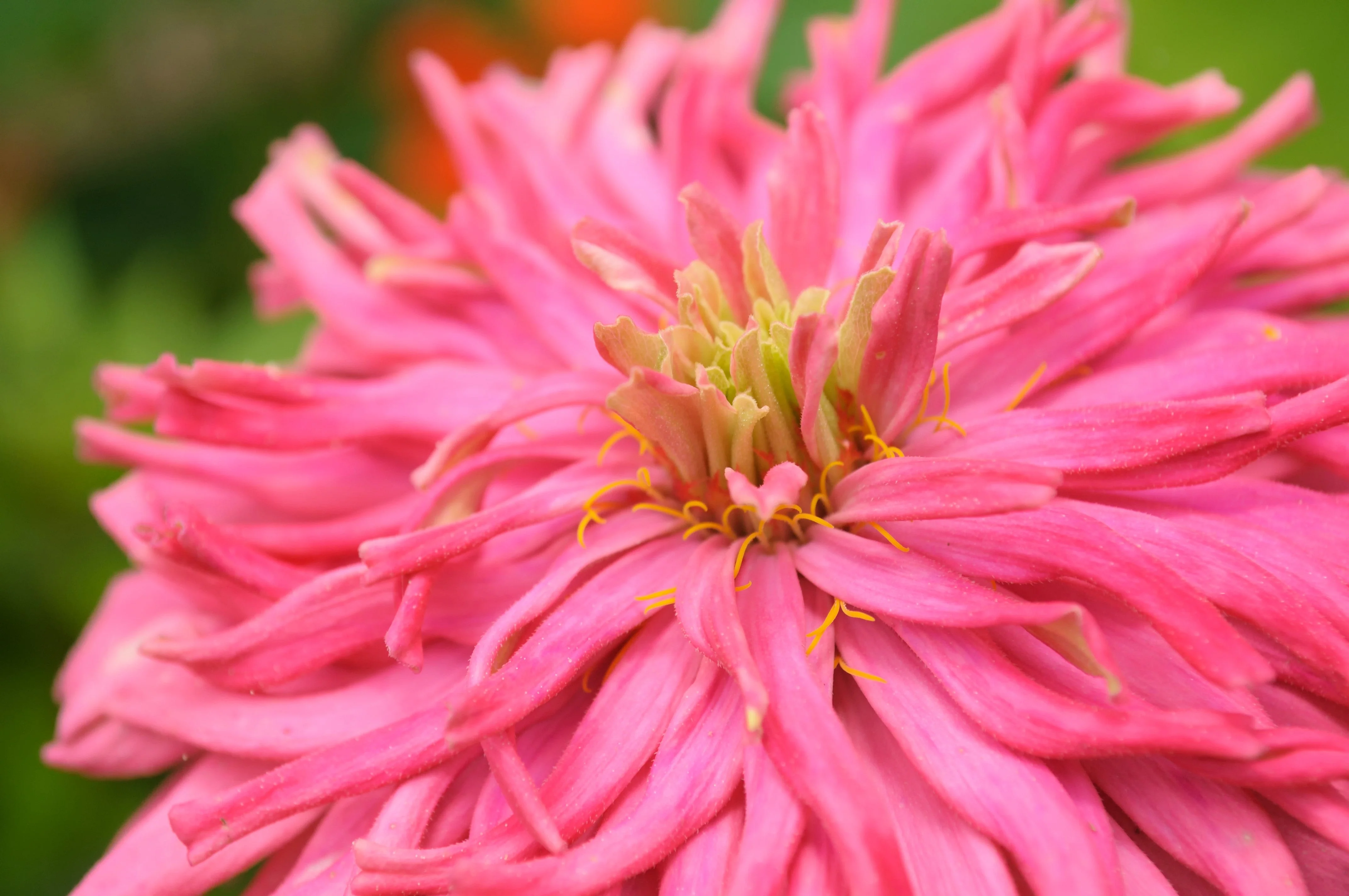 300 Burpeeana Giant Mix CACTUS FLOWERED ZINNIA Elegans Flower Seeds - Image 2