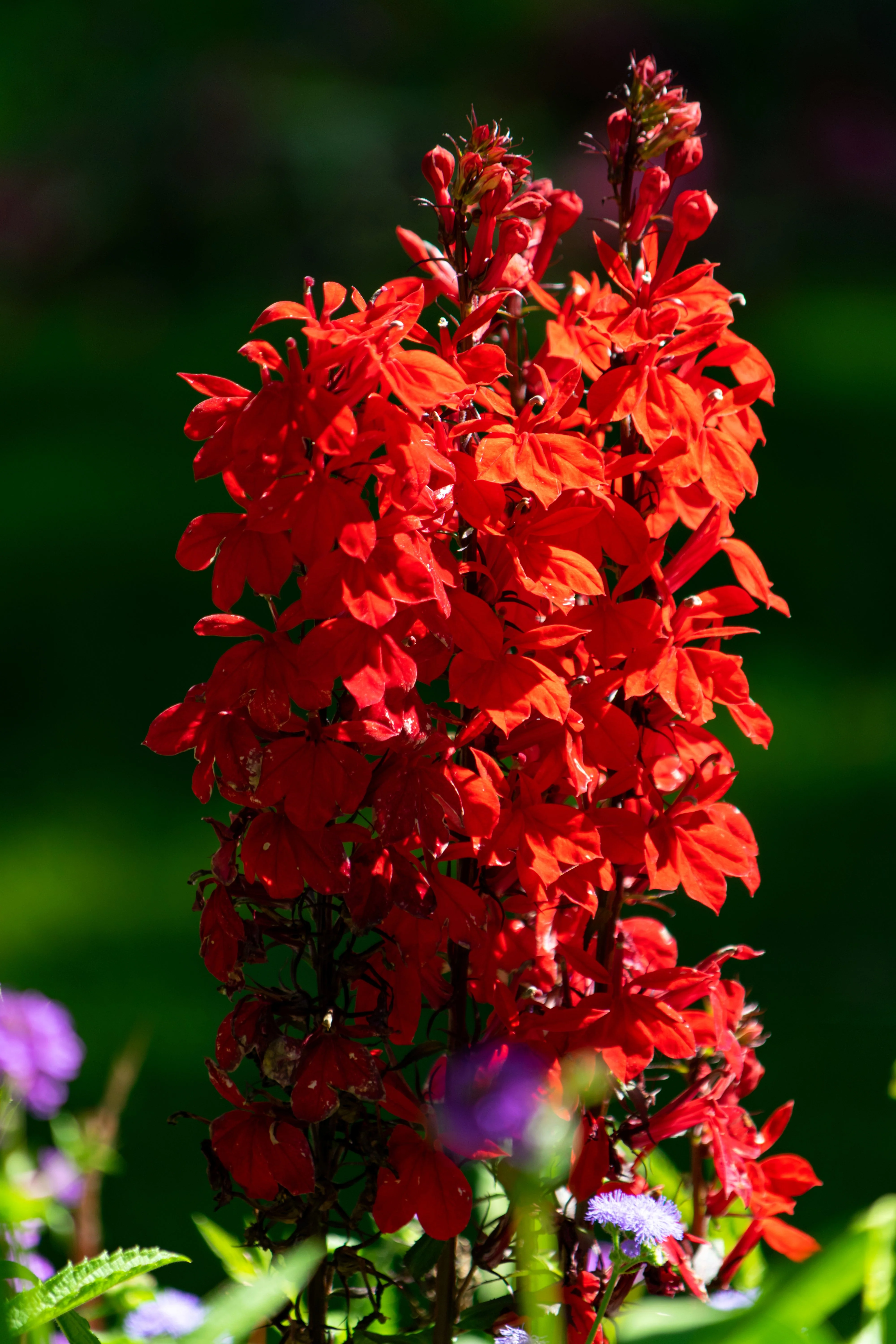 300 CARDINAL FLOWER LOBELIA Cardinalis Flower Seeds - Image 6