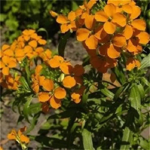 300 ENGLISH Aegean WALLFLOWER Cheiranthus Cheiri Seeds - Image 2