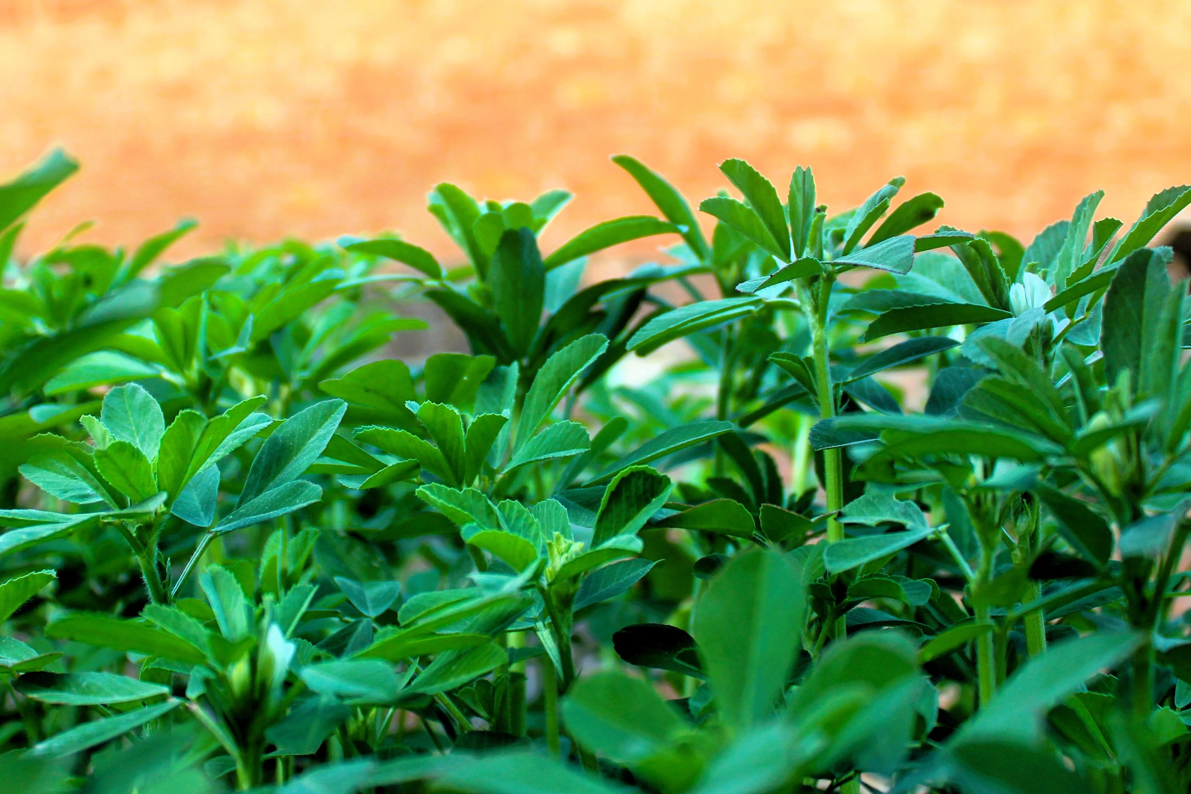 300 FENUGREEK Trigonella Foenum Graecum Herb Flower Seeds - Image 8