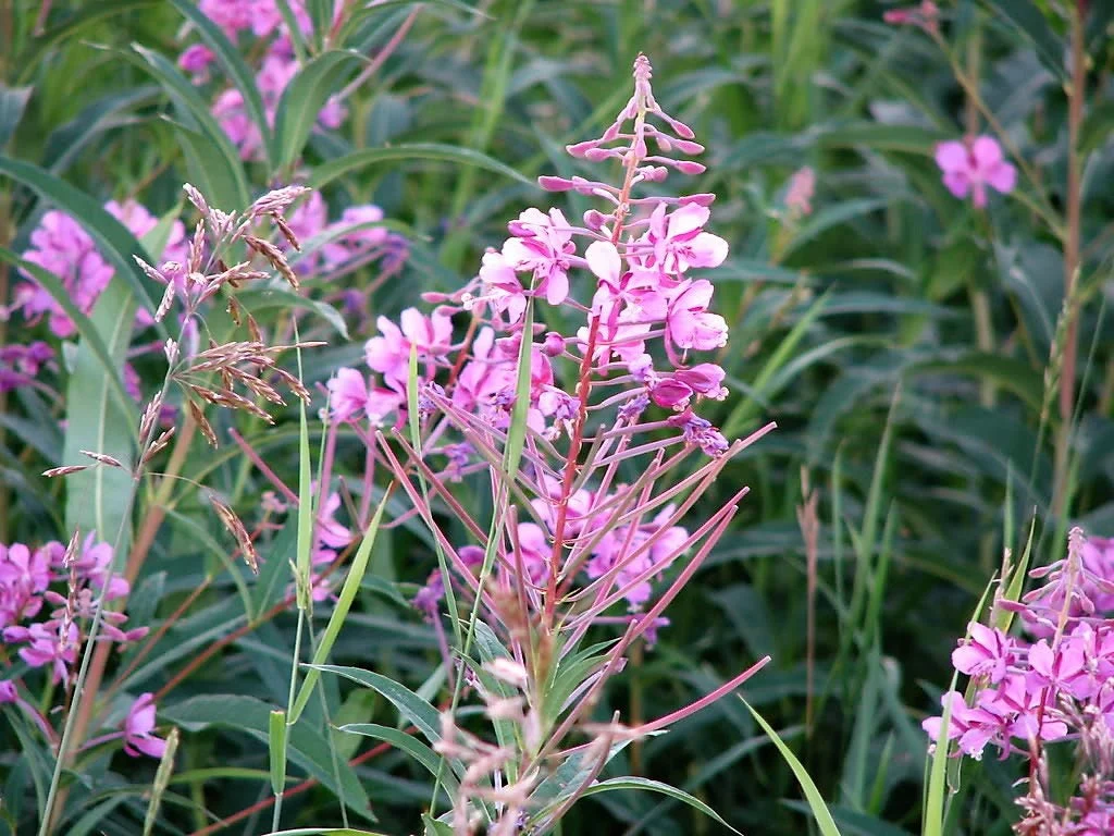 300 FIREWEED / ROSEBAY (Great Willowherb) Epilobium Angustifolium Flower Seeds - Image 8
