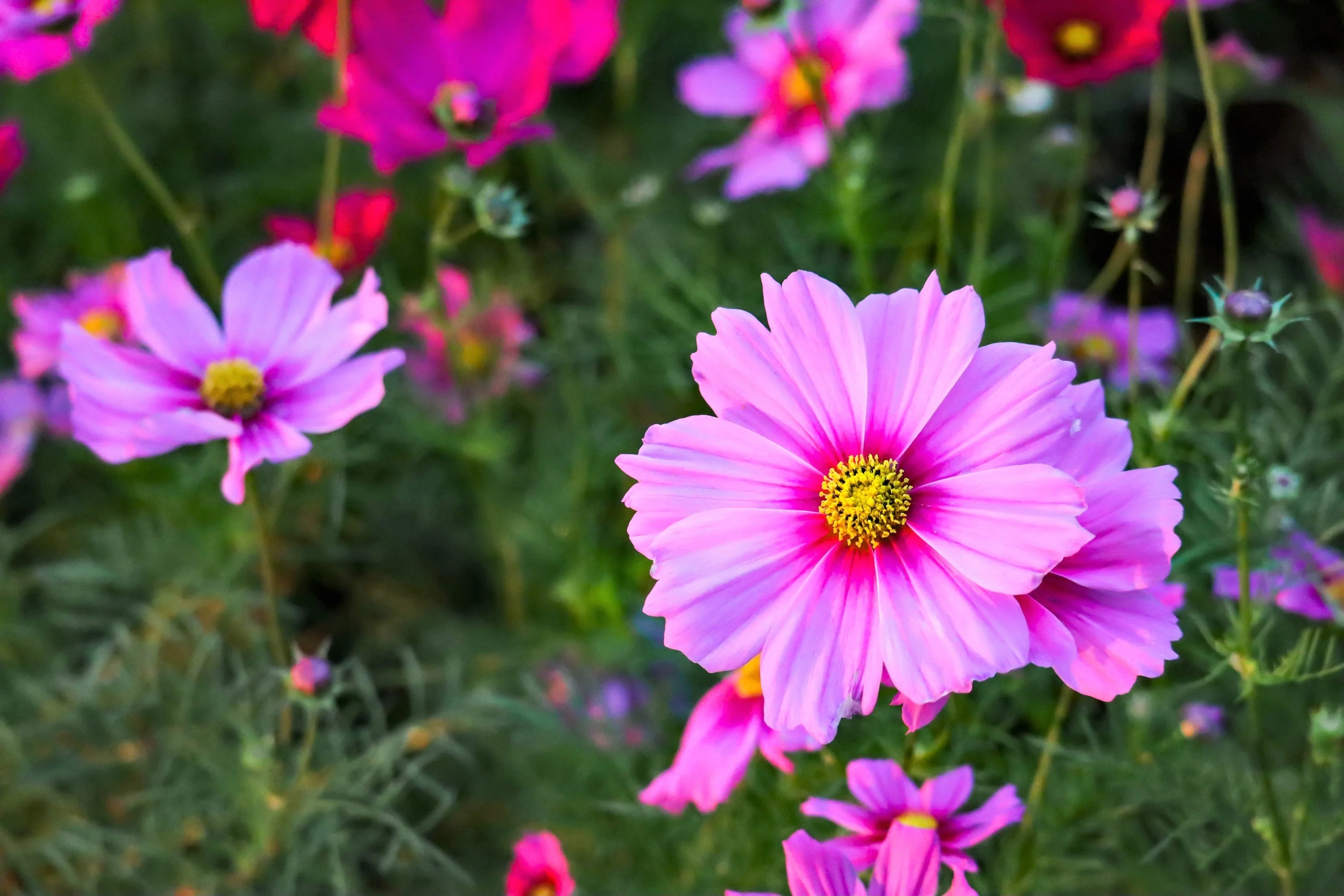 300 GLORIA COSMOS Bipinnatus 2-Tone Pink Fast Growing Flower Seeds - Image 5