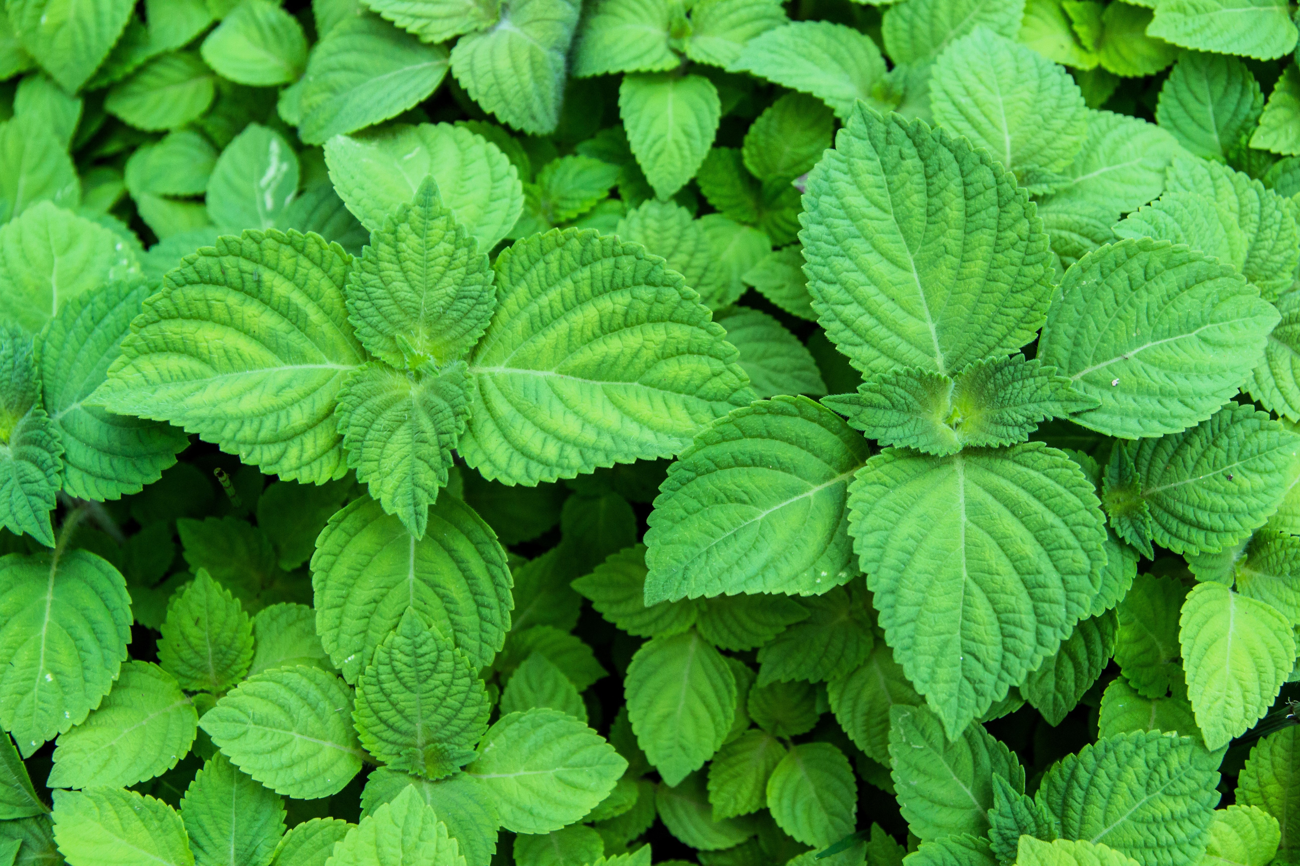 300 GREEN SHISO aka PERILLA Frutescens Ornamental Herb Seeds Green & Purple - Image 2