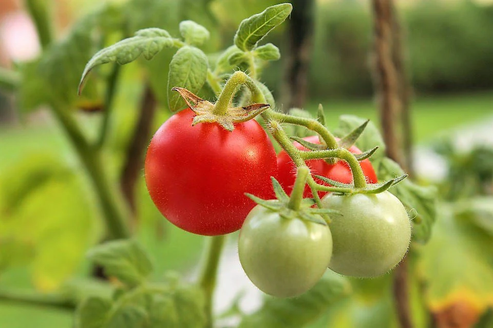 300 LARGE Red CHERRY TOMATO Lycopersicon Lycopersicum Fruit Vegetable Seeds - Image 4