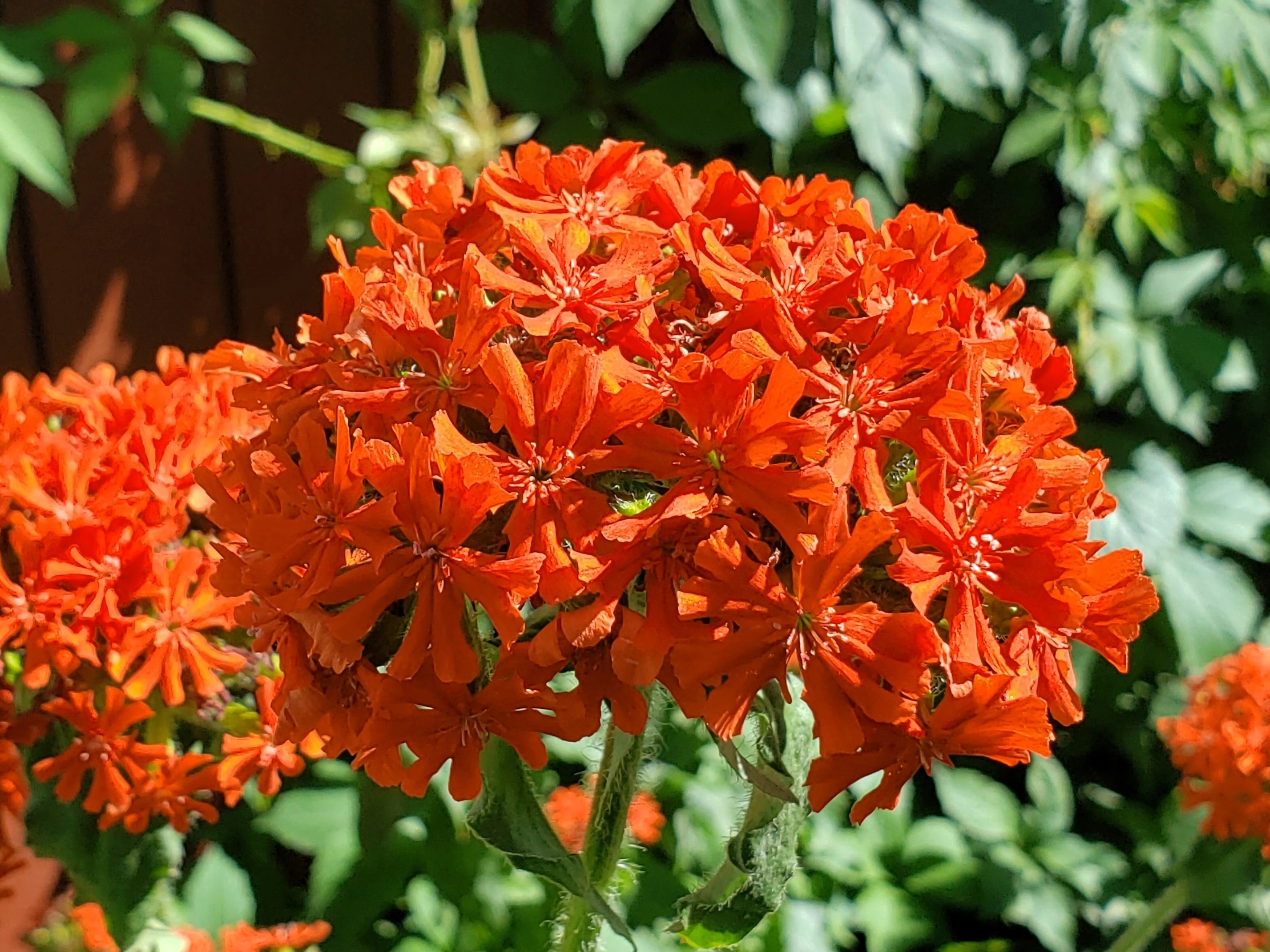 300 MALTESE CROSS Jerusalem Cross Lychnis Campion Chalcedonica Flower Seeds - Image 7