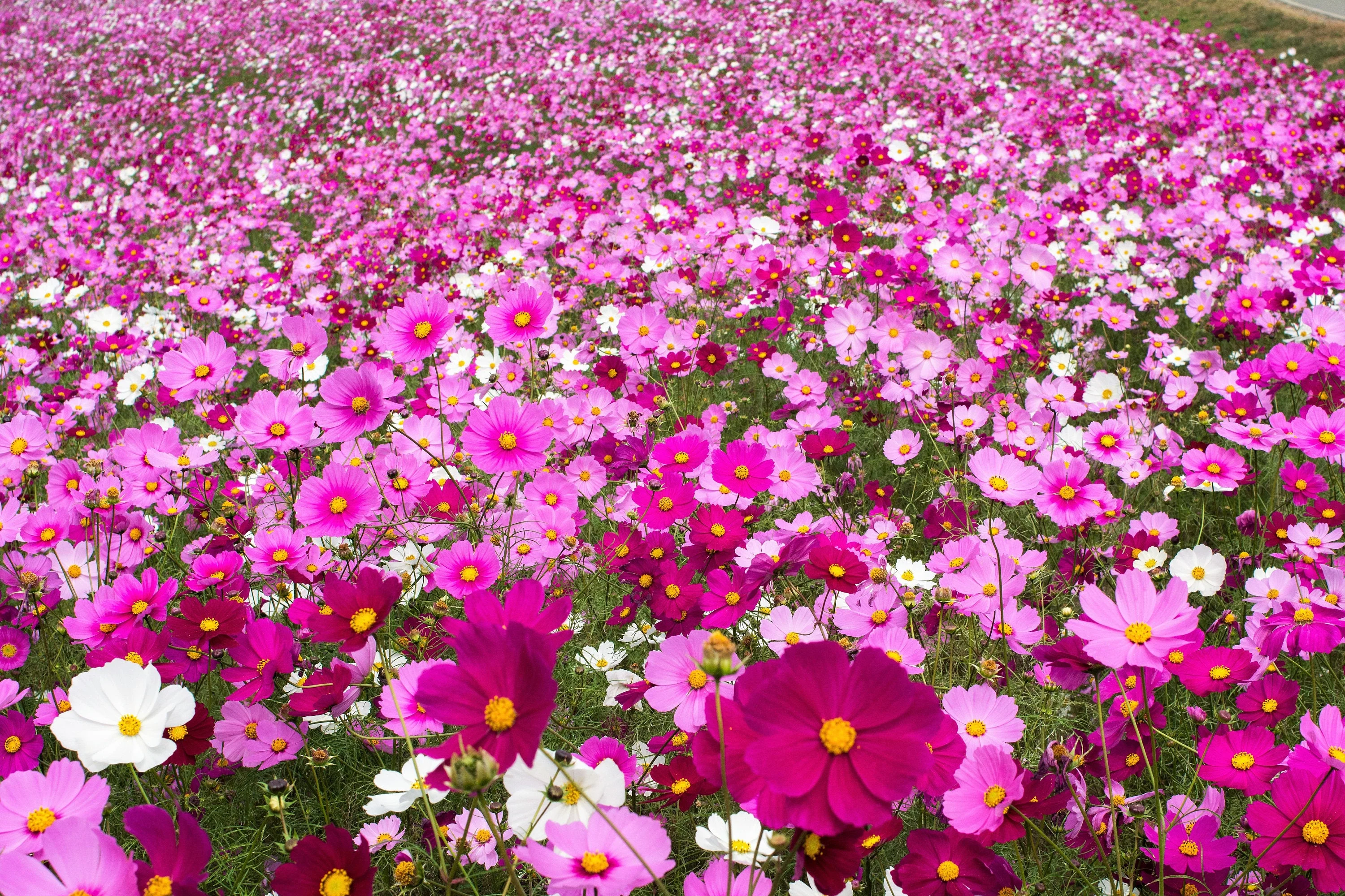300 Mixed Colors DWARF COSMOS Bipinnatus Red Pink White Fast Growing Flower Seeds - Image 4