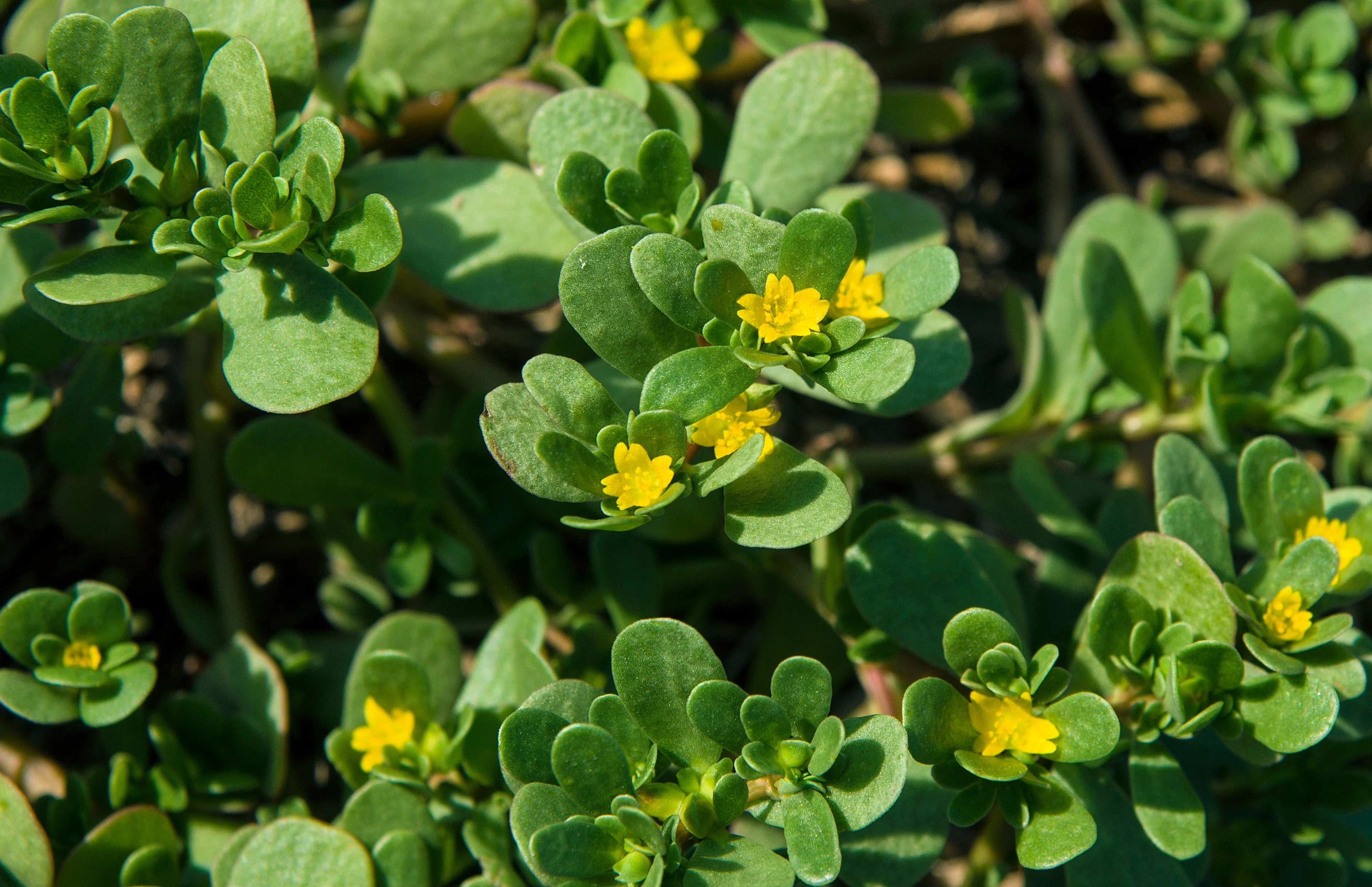 300 Organic GOLDEN PURSLANE Portulaca Sativa Vegetable Herb Yellow Flower Seeds - Image 2