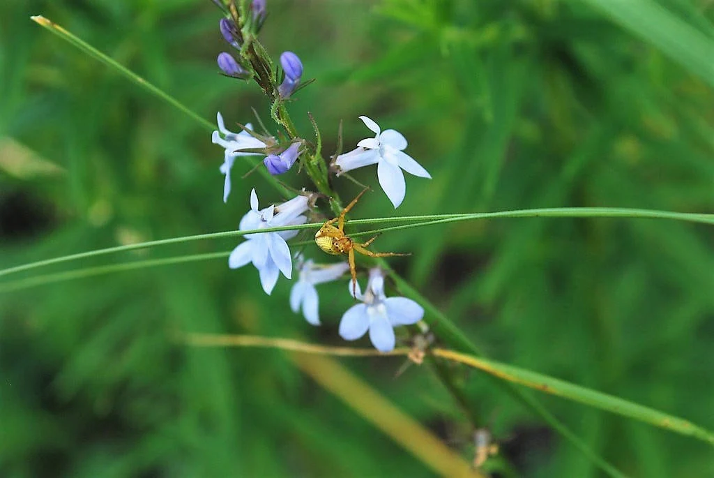 300 PALESPIKE LOBELIA Upright Light Blue Pale Spiked Spicata Flower Seeds - Image 10
