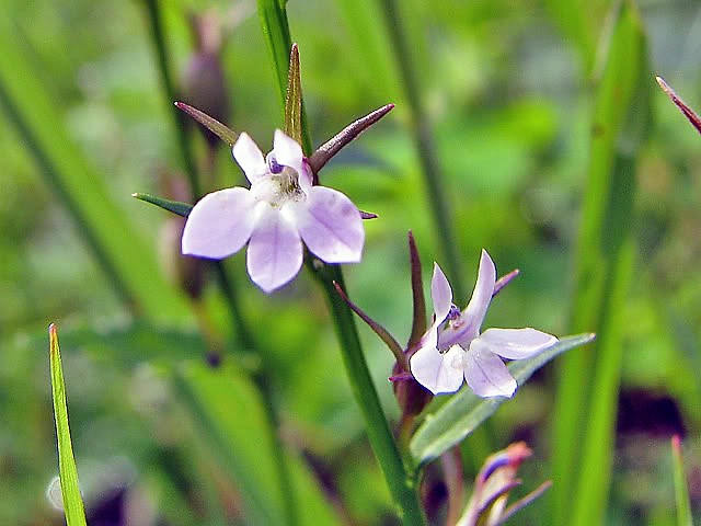300 PALESPIKE LOBELIA Upright Light Blue Pale Spiked Spicata Flower Seeds - Image 9