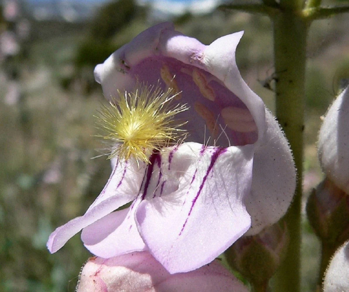 300 PALMERS PENSTEMON (Beardtongue / Balloon Flower) Penstemon Palmeri Flower Seeds - Image 3