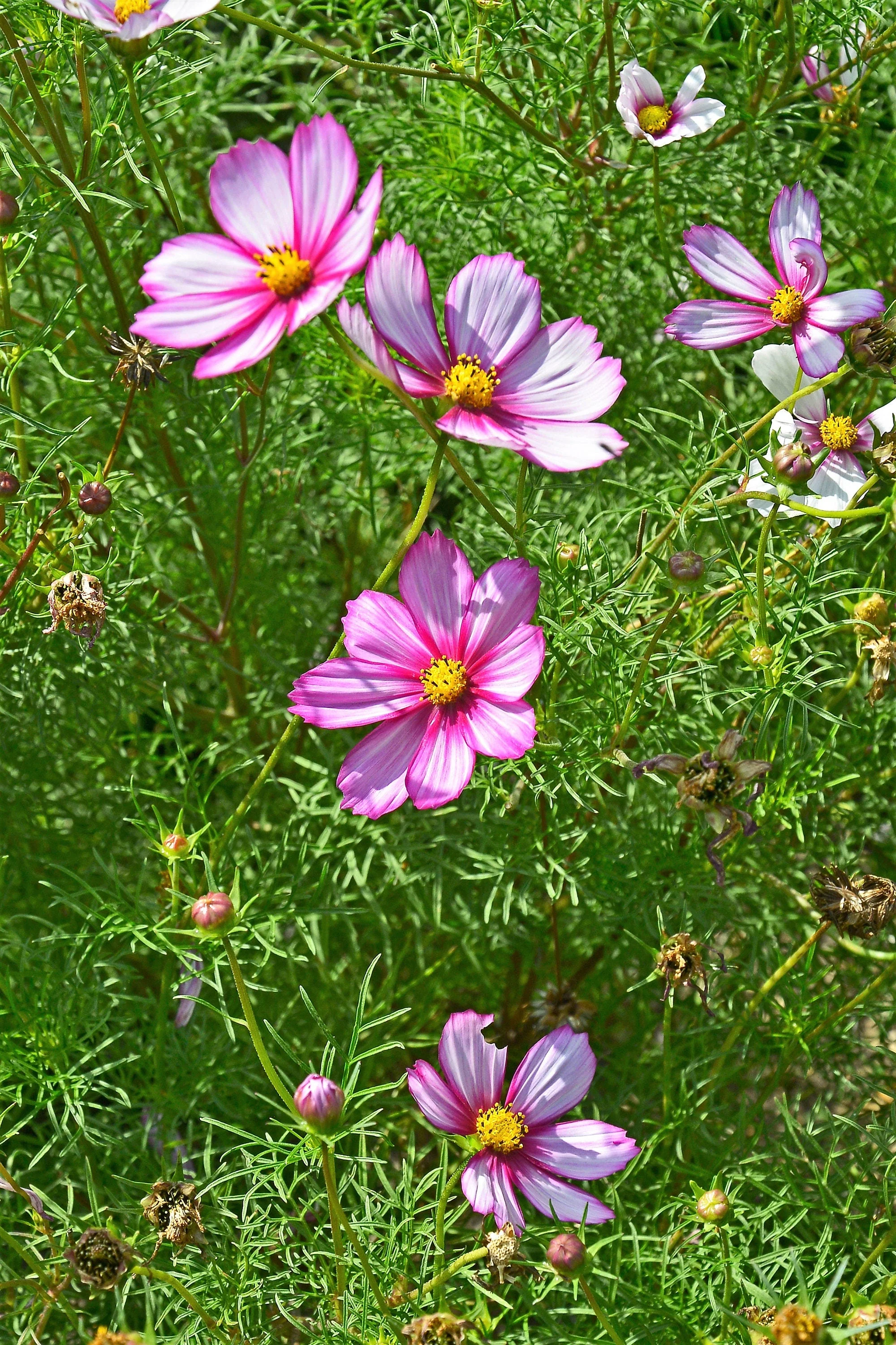 300 PICOTEE COSMOS Bipinnatus 2-Tone White Pink Magenta Fast Growing Flower Seeds - Image 10