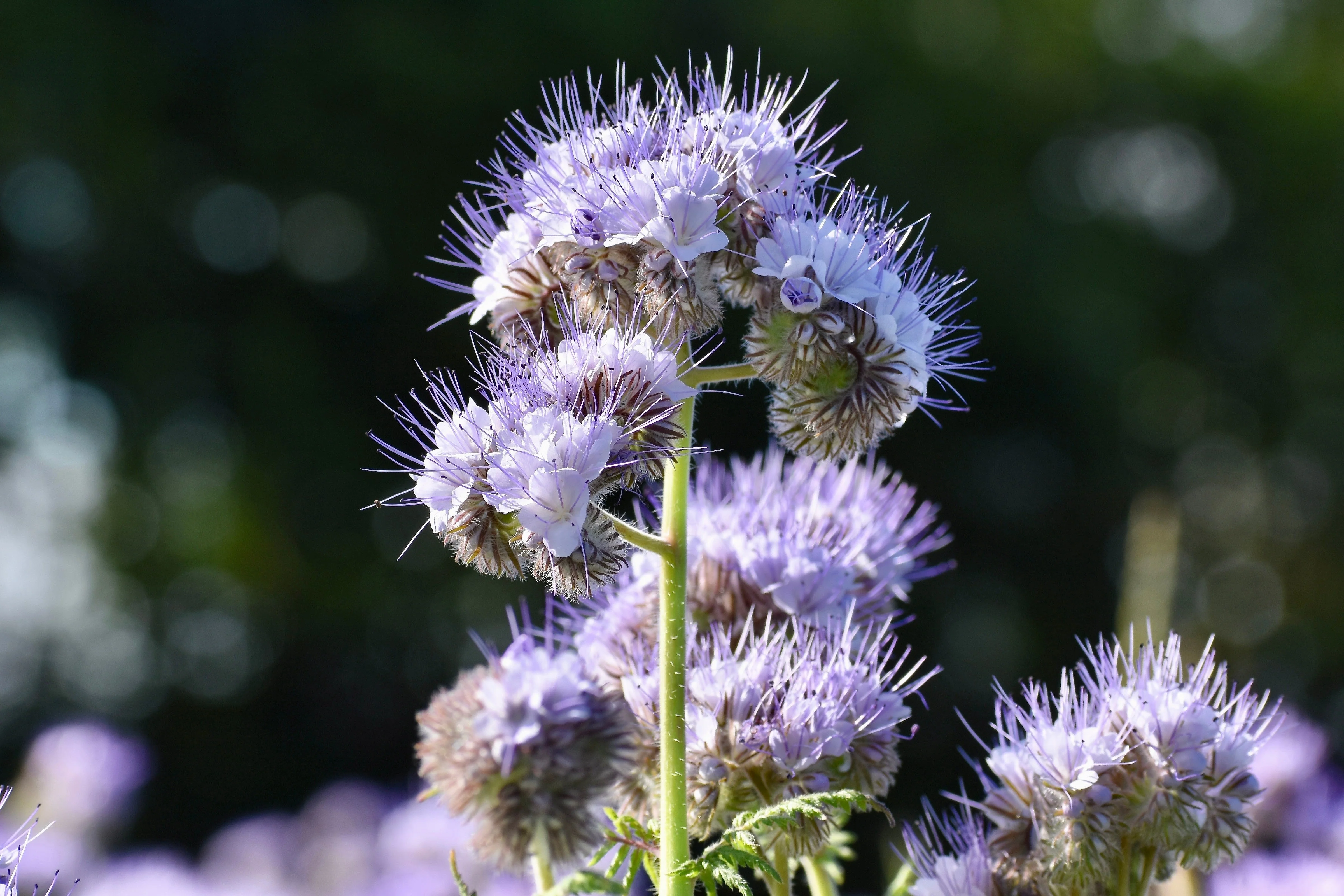 300 PURPLE TANSY Lacy Fiddleneck Phacelia Tanacetifolia Flower Seeds - Image 7
