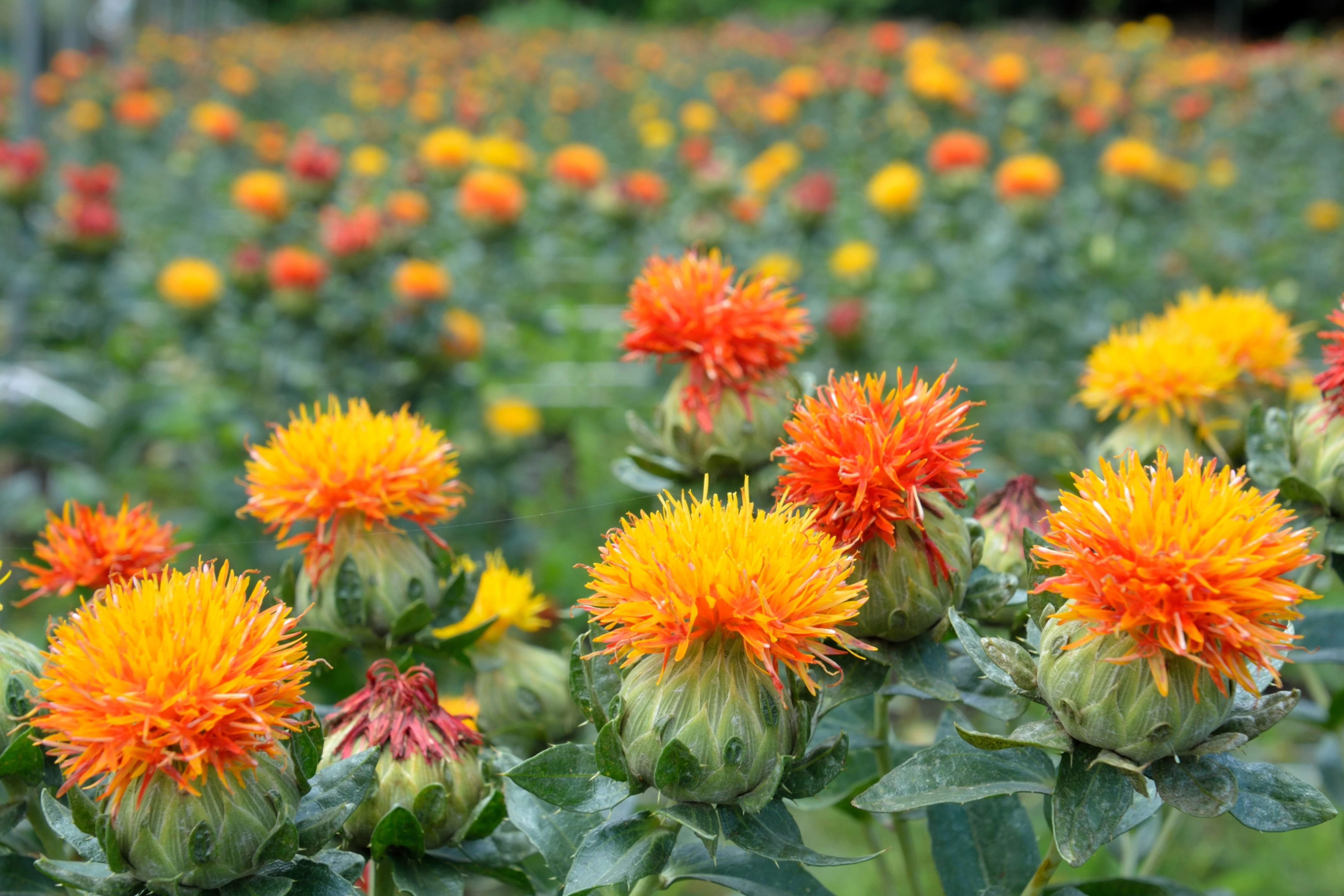 300 SAFFLOWER Saffron Carthamus Tinctorius Yellow Orange Flower Seeds - Image 3