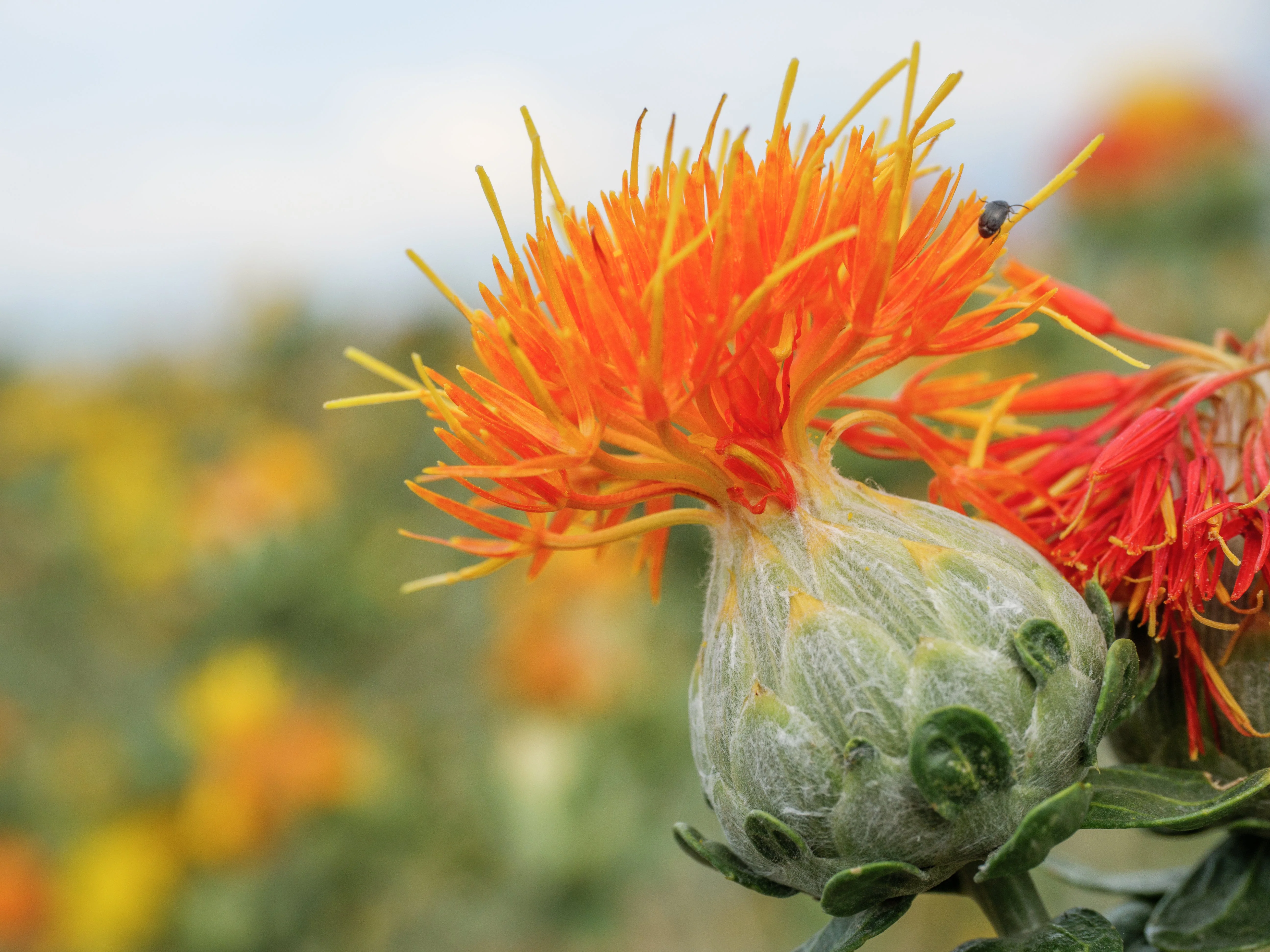 300 SAFFLOWER Saffron Carthamus Tinctorius Yellow Orange Flower Seeds - Image 6
