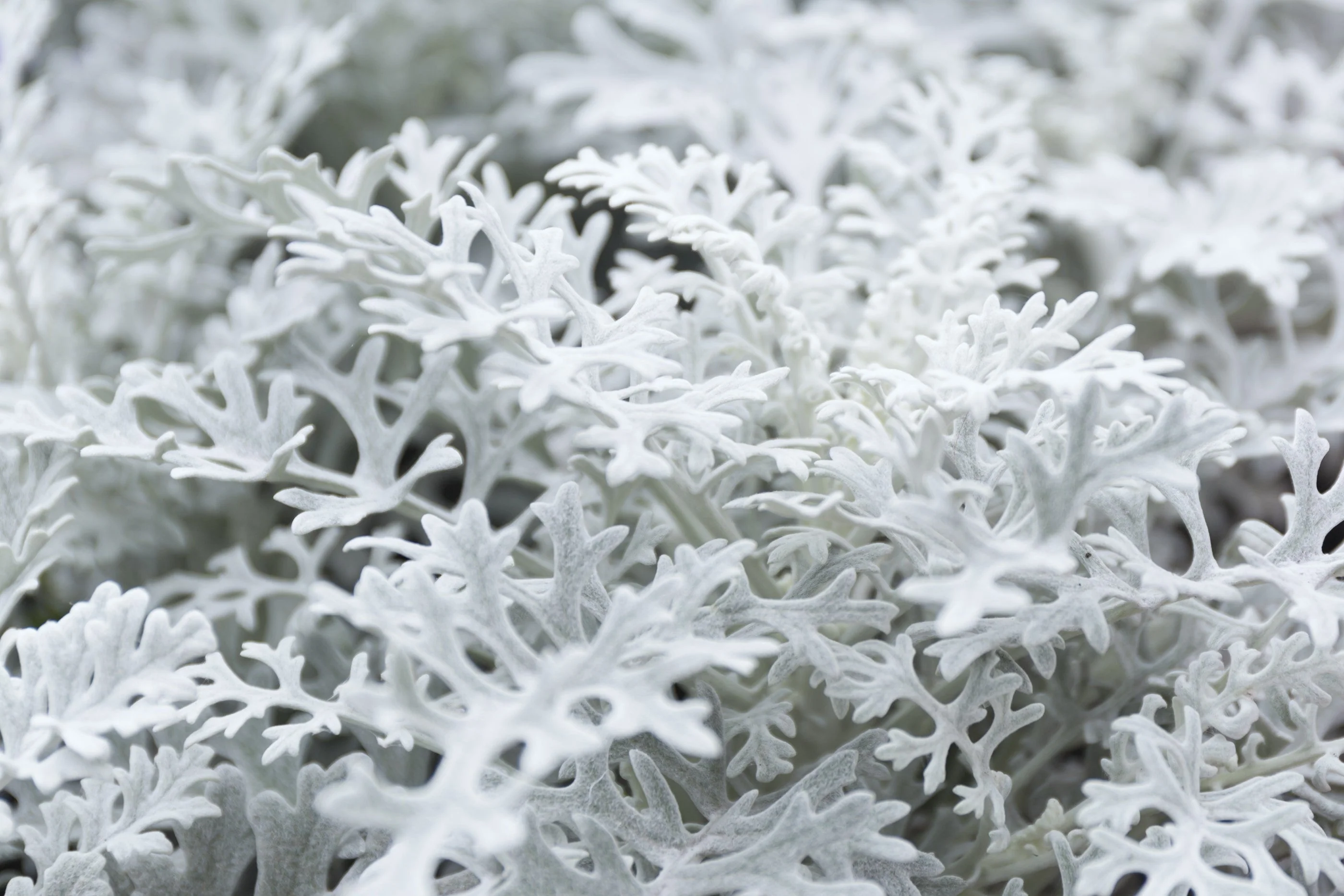 300 SILVERDUST DUSTY MILLER Cineraria Maritima Jacobaea Senecio Flower Seeds - Image 4