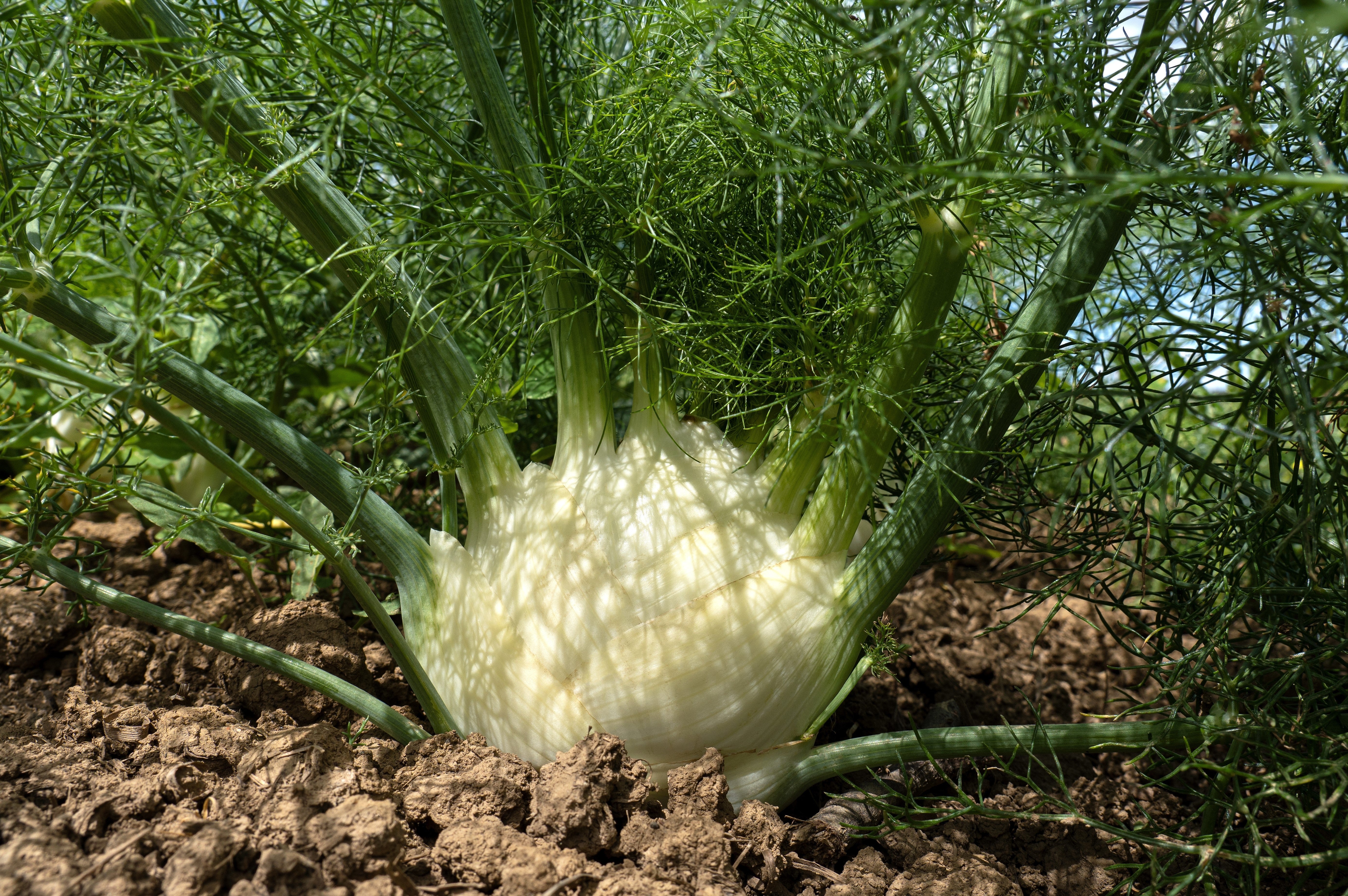 300 SWEET FLORENCE FENNEL Foeniculum Vulgare Azoricum Herb Vegetable Flower Seeds - Image 2