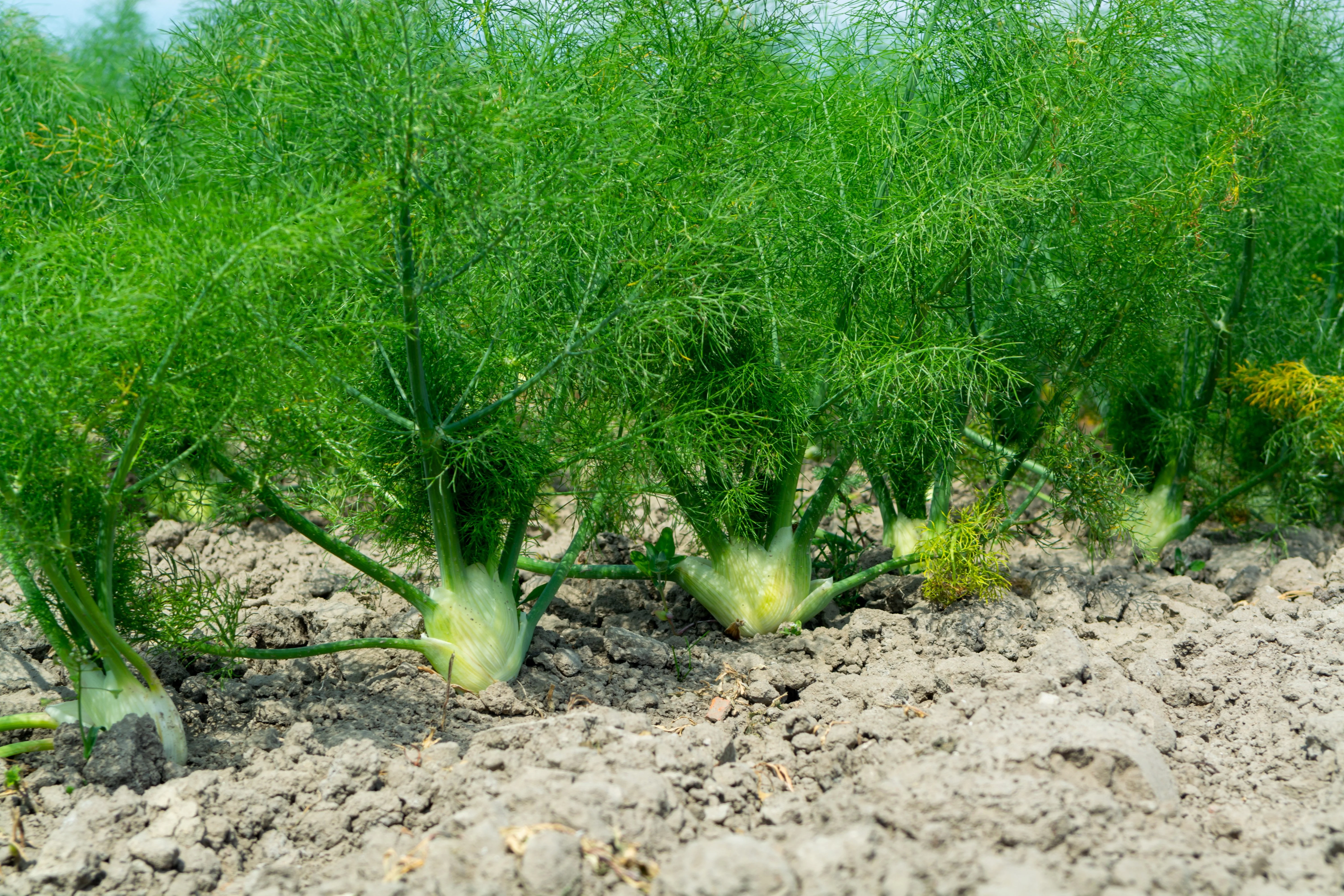 300 SWEET FLORENCE FENNEL Foeniculum Vulgare Azoricum Herb Vegetable Flower Seeds - Image 7