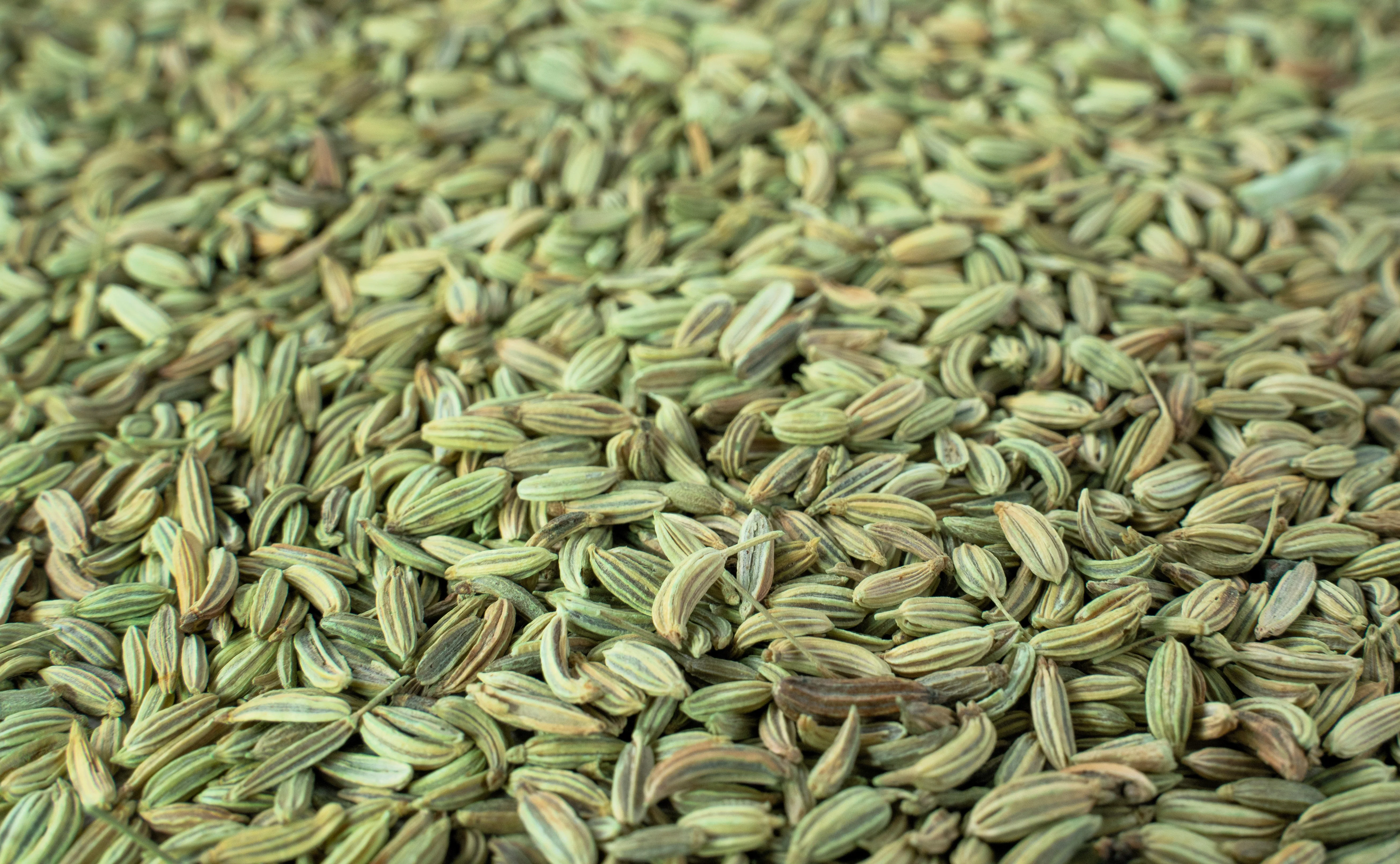300 SWEET FLORENCE FENNEL Foeniculum Vulgare Azoricum Herb Vegetable Flower Seeds - Image 9