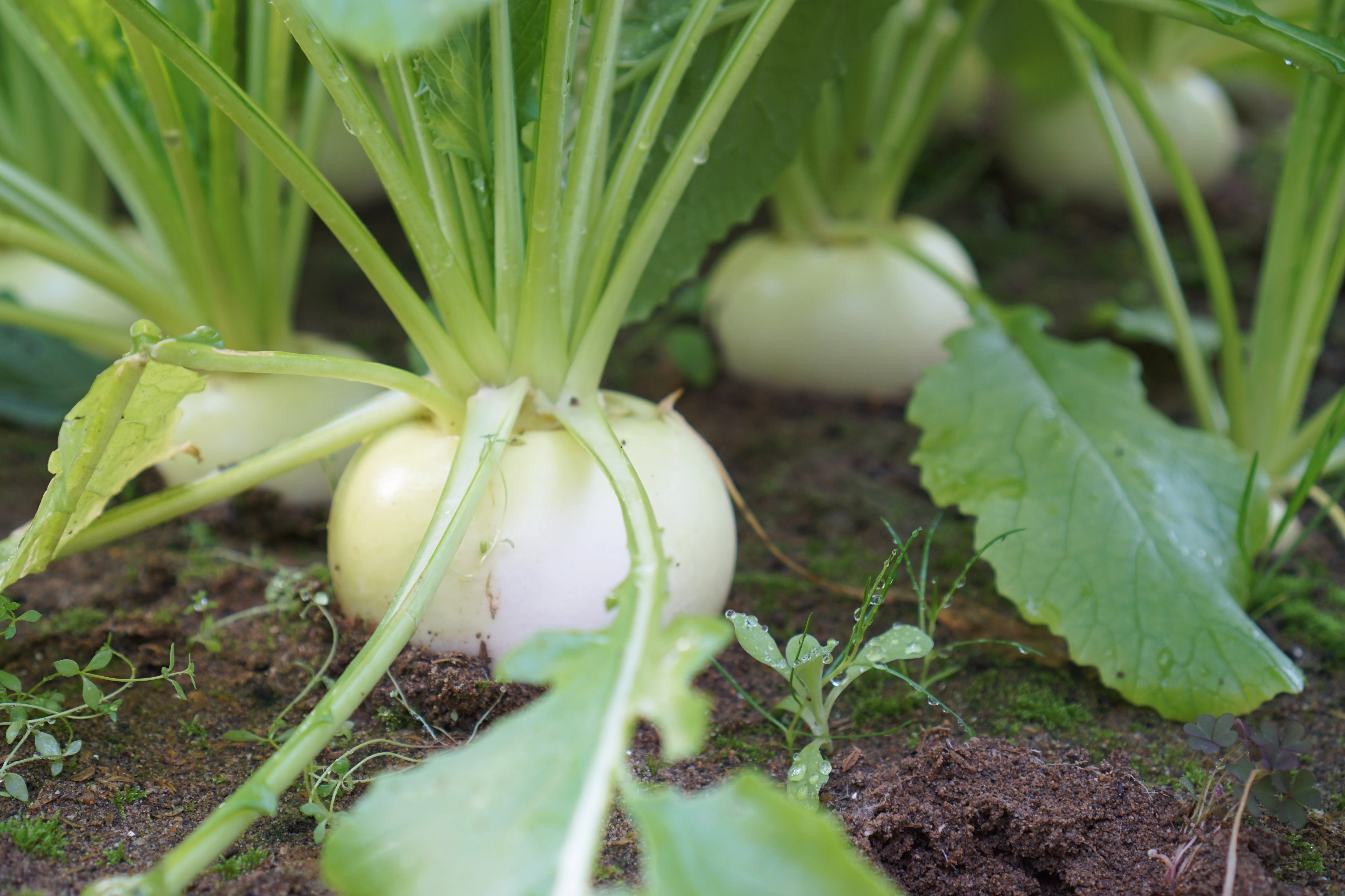 300 WHITE EGG TURNIP Brassica Rapa Vegetable Seeds - Image 3