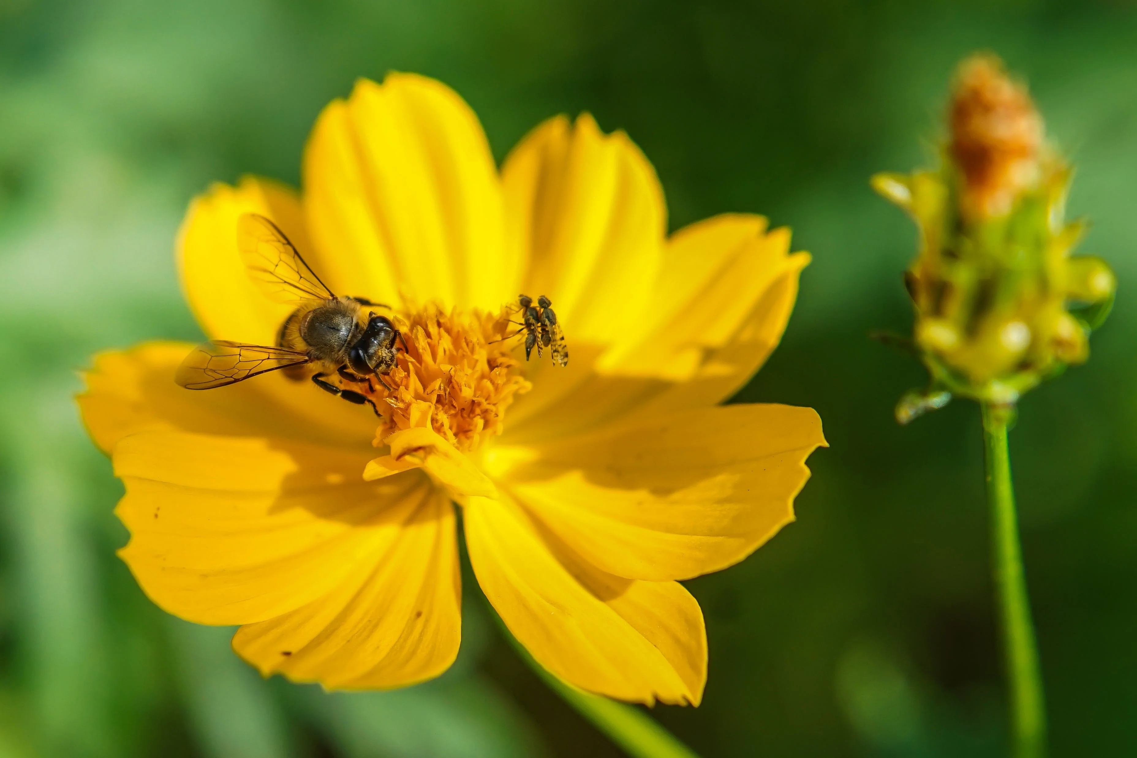 300 YELLOW SULPHUR COSMOS Bipinnatus Flower Seeds - Image 7