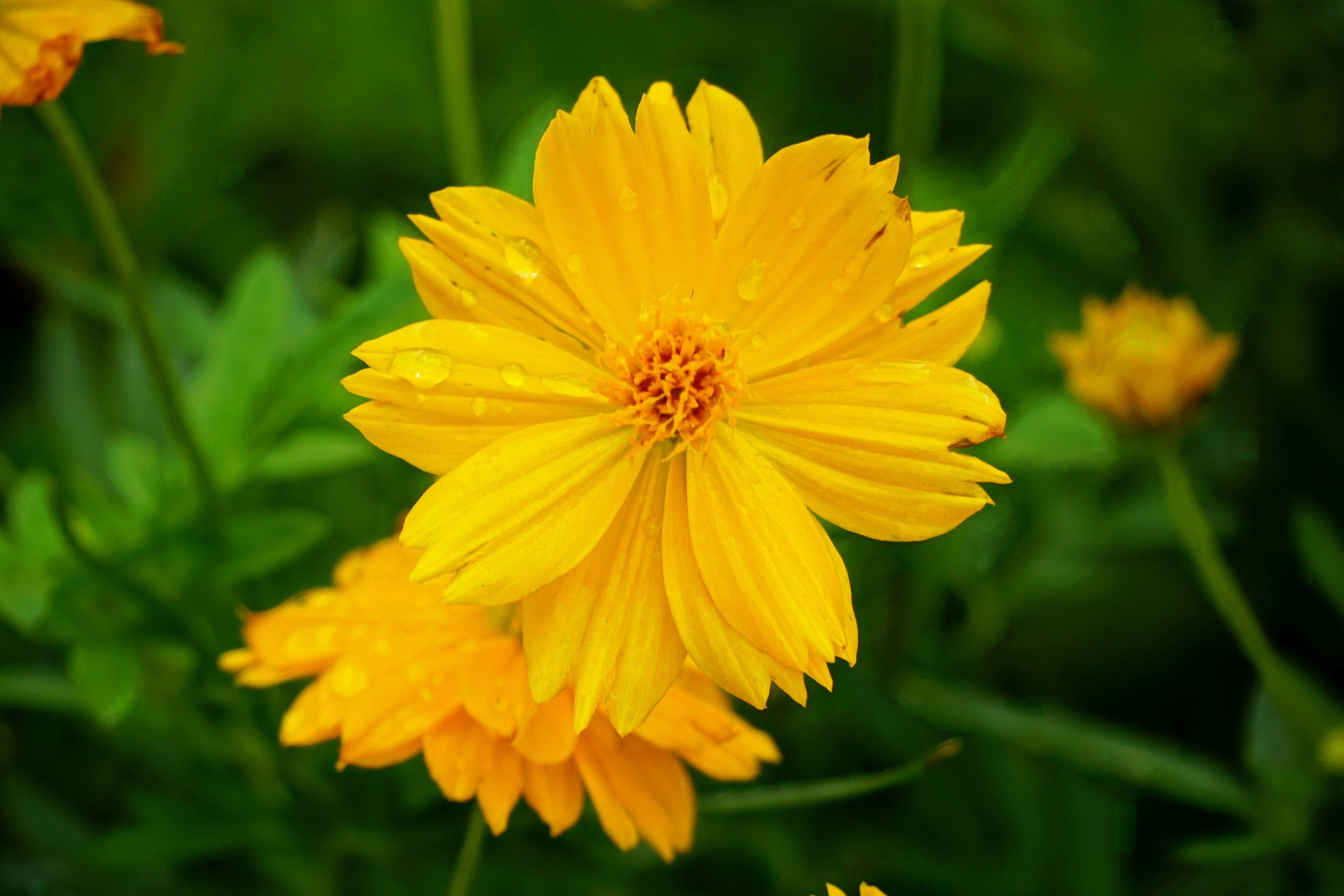 300 YELLOW SULPHUR COSMOS Bipinnatus Flower Seeds - Image 8