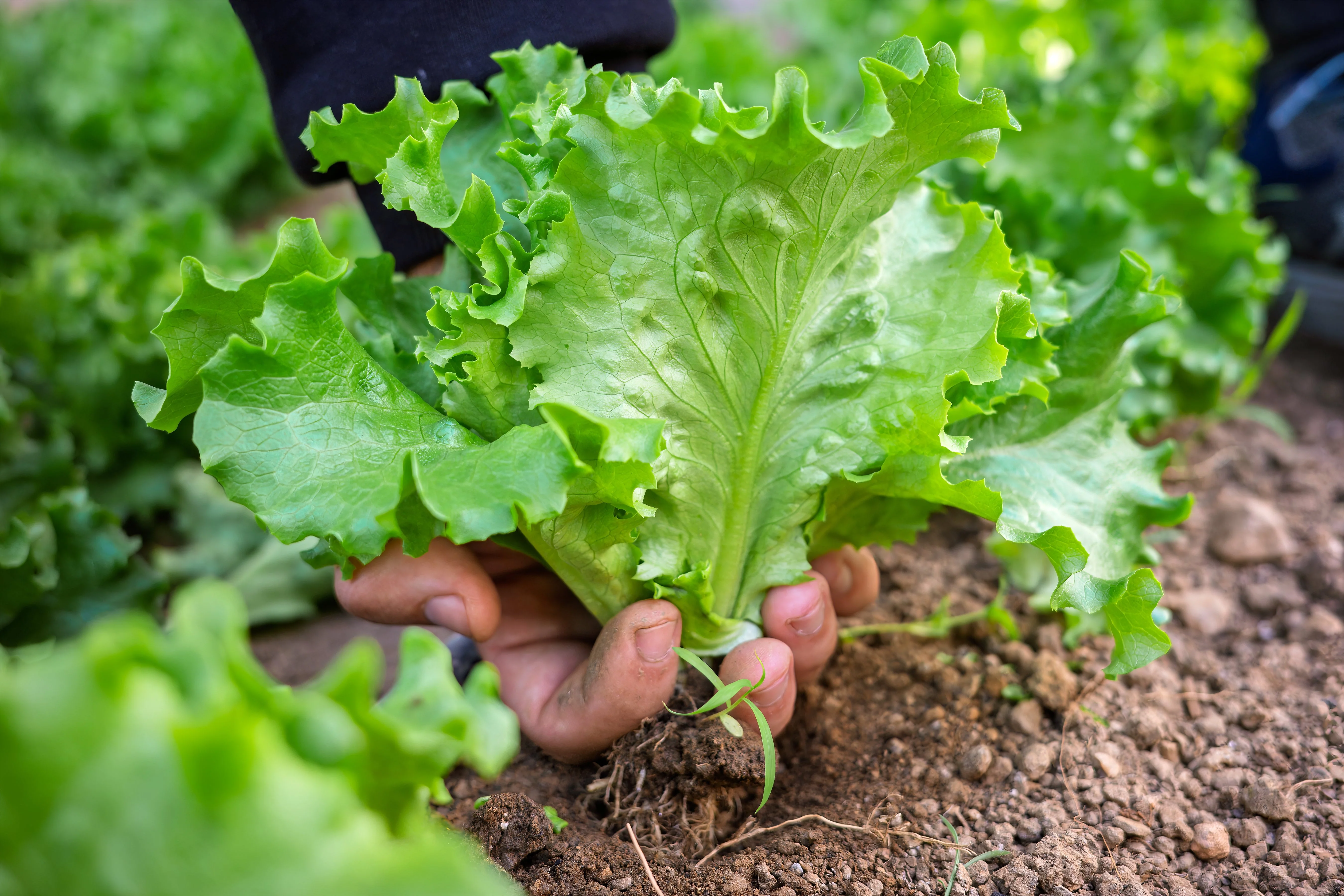 3000 Black Seeded Simpson LEAF LETTUCE Lactuca Sativa Vegetable Seeds - Image 6