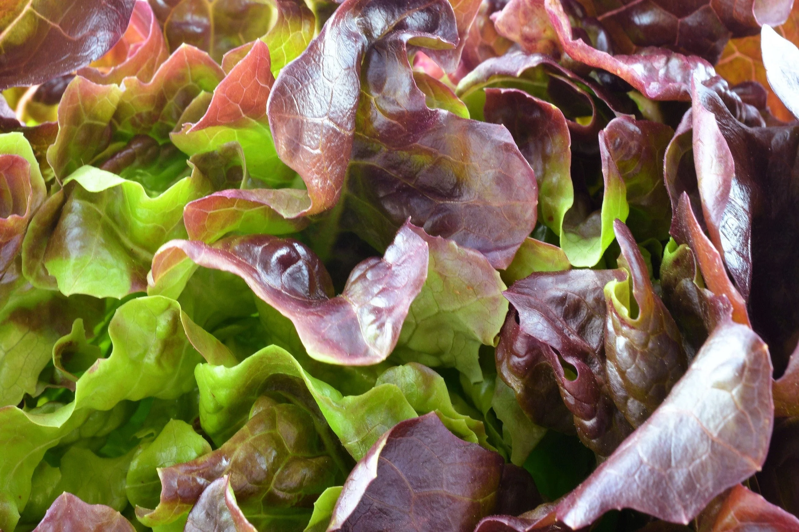 3000 BRONZE MIGNONETTE LETTUCE Butterhead Lactuca Sativa Vegetable Seeds - Image 4