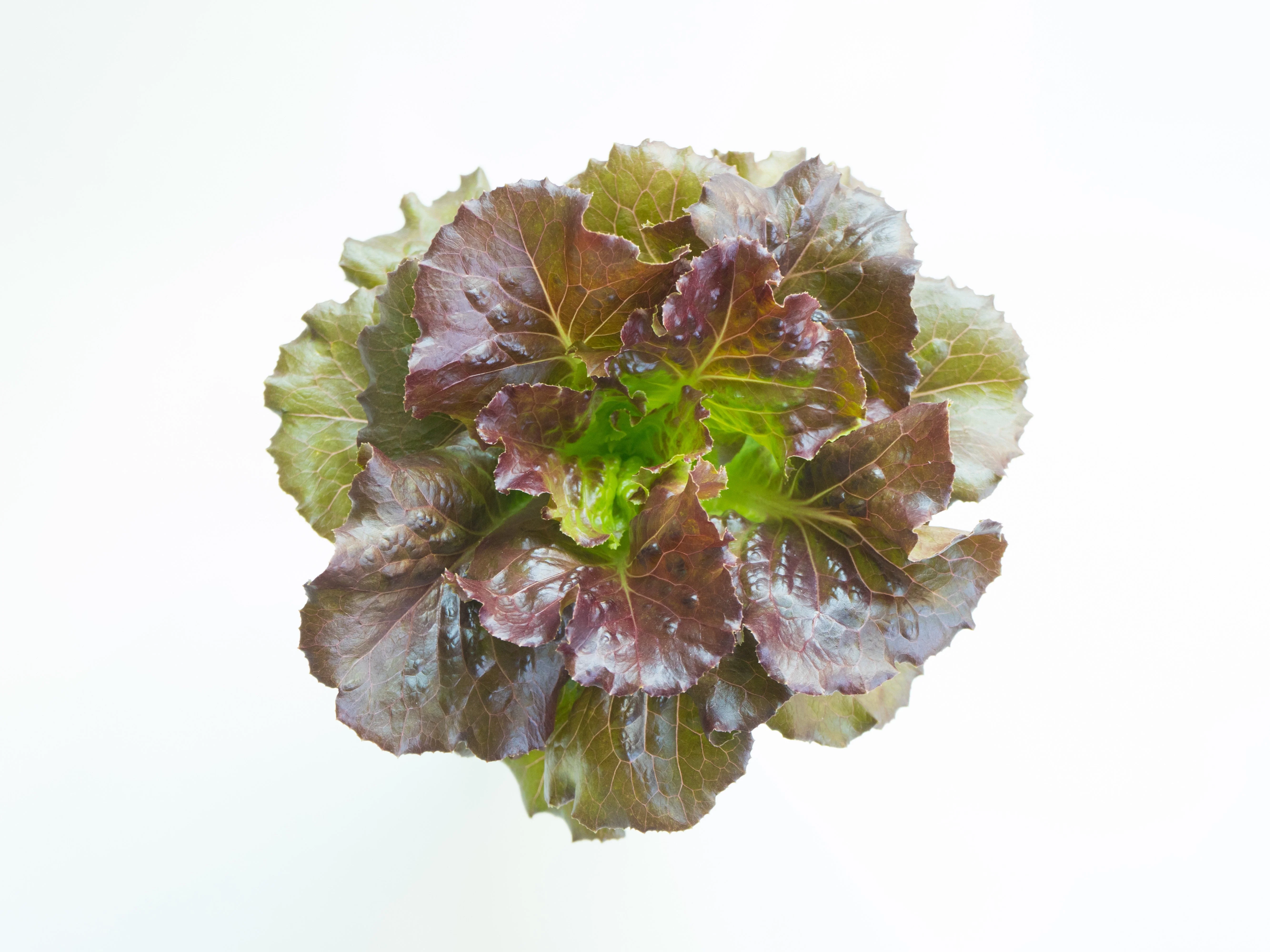 3000 BRONZE MIGNONETTE LETTUCE Butterhead Lactuca Sativa Vegetable Seeds - Image 7
