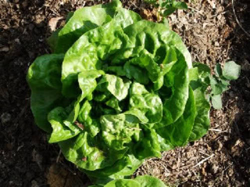 3000 BUTTERCRUNCH LEAF LETTUCE Lactuca Sativa Vegetable Seeds - Image 3