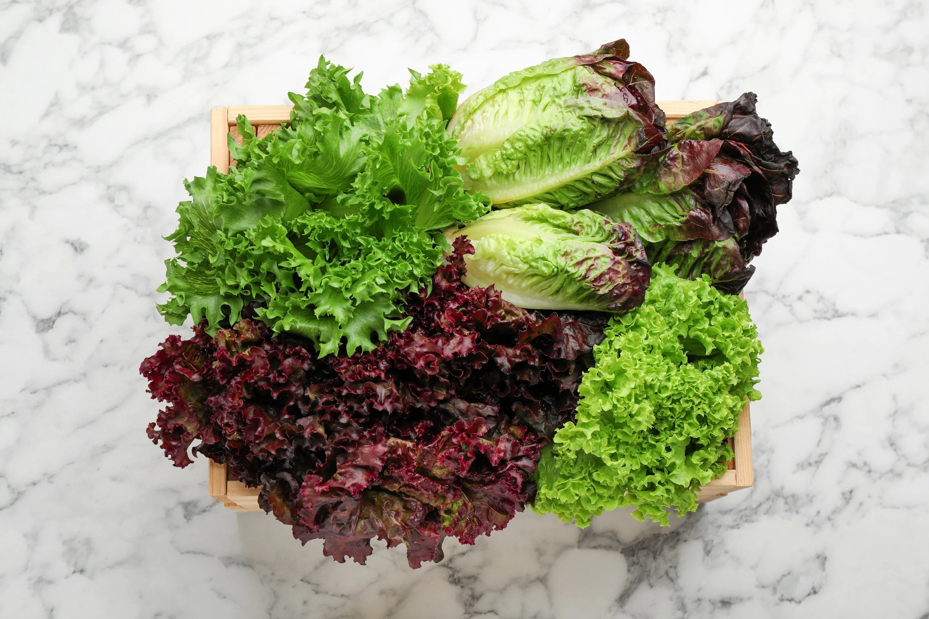 3000 Leaf Lettuce RED SALAD BOWL Lactuca Sativa Vegetable Seeds - Image 7