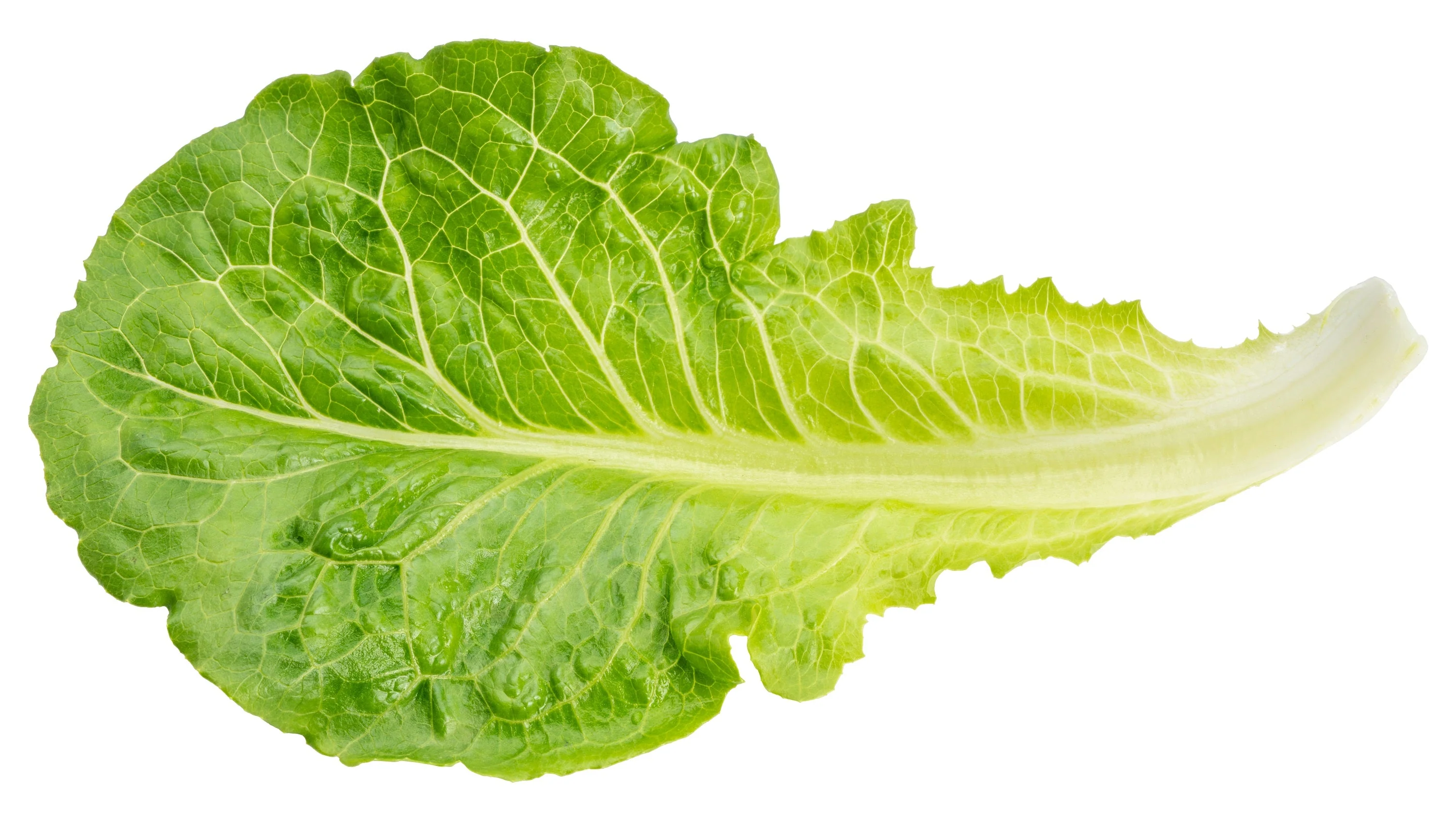3000 LITTLE GEM LETTUCE Small Romaine Butterhead Lactuca Sativa Vegetable Seeds - Image 5