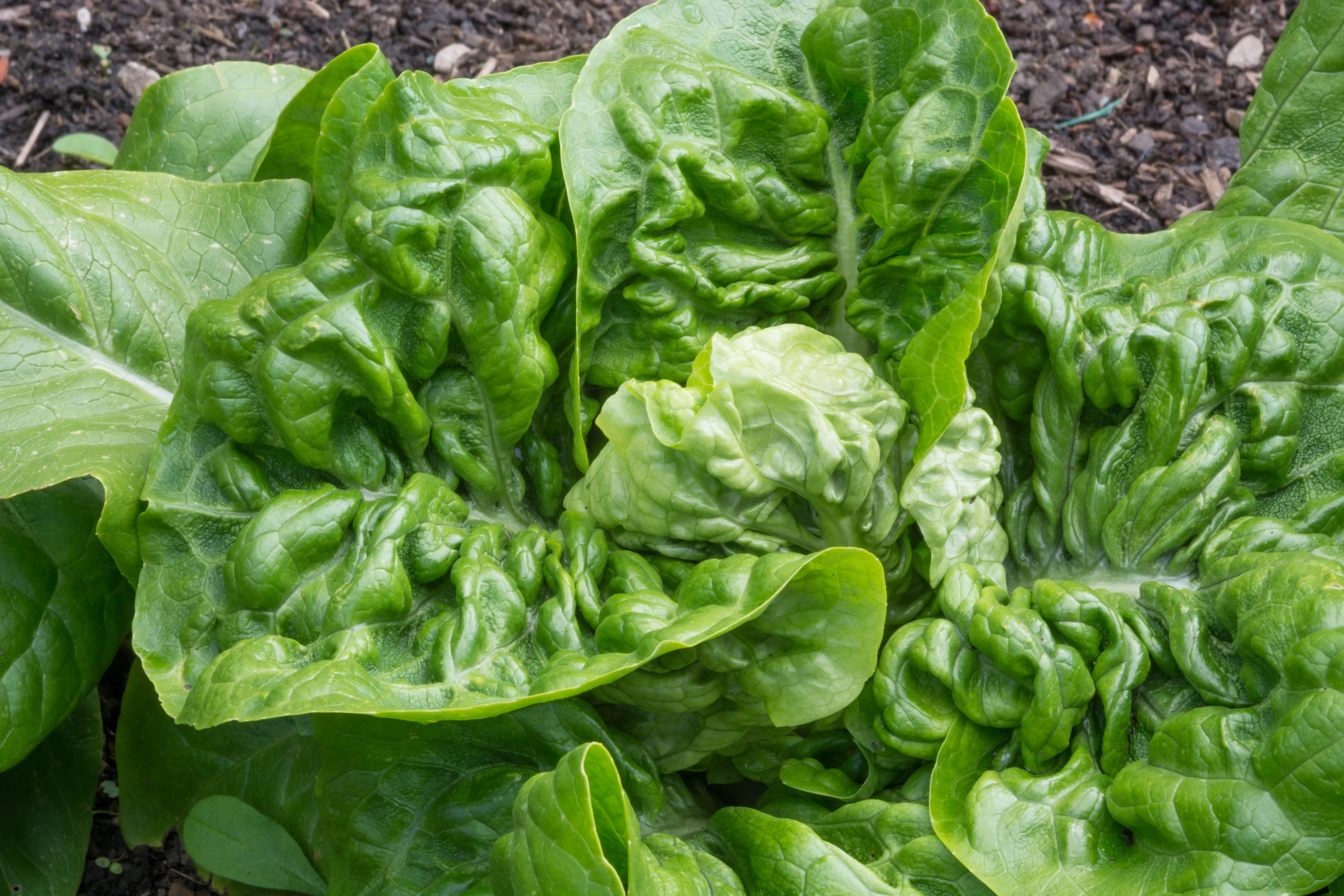 3000 LITTLE GEM LETTUCE Small Romaine Butterhead Lactuca Sativa Vegetable Seeds - Image 6