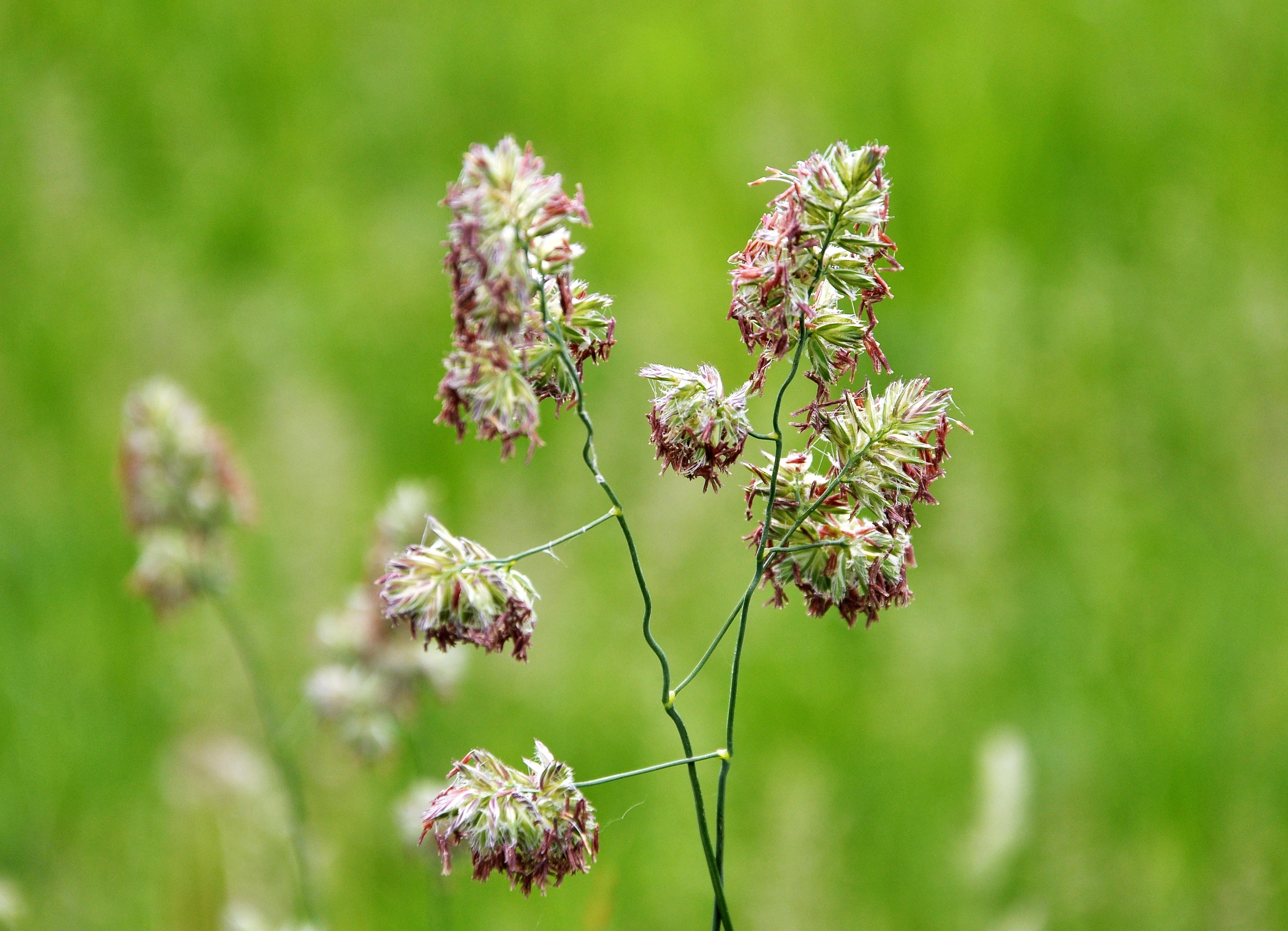 3000 QUICKDRAW ORCHARDGRASS Cat Grass Petgrass Cocksfoot Cool-Season Sun or Shade Dactylis GlomerataPerennial Bunchgrass Quick Draw Grass Seeds - Image 11