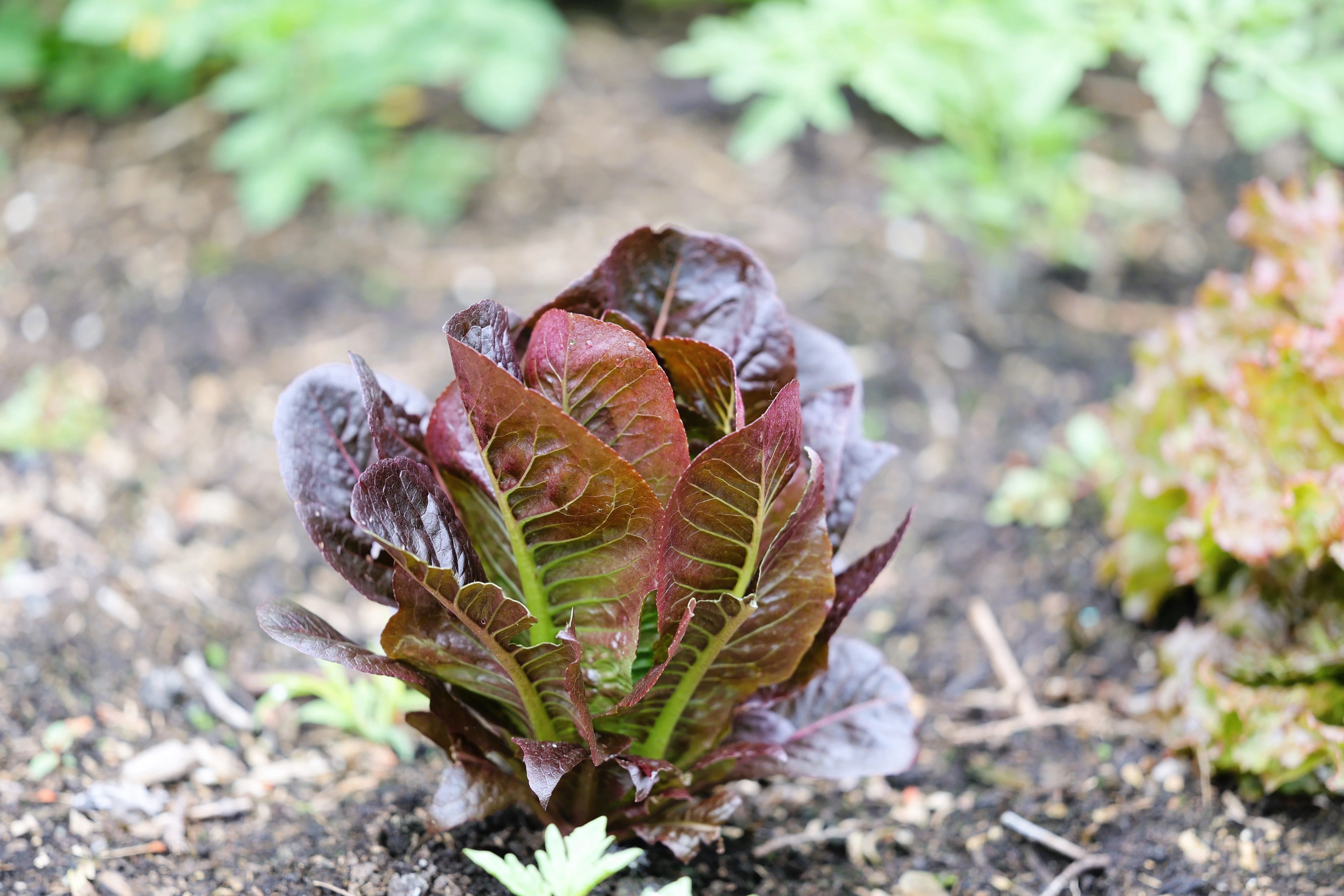 3000 RED ROMAINE LETTUCE Lactuca Sativa Vegetable Seeds - Image 3