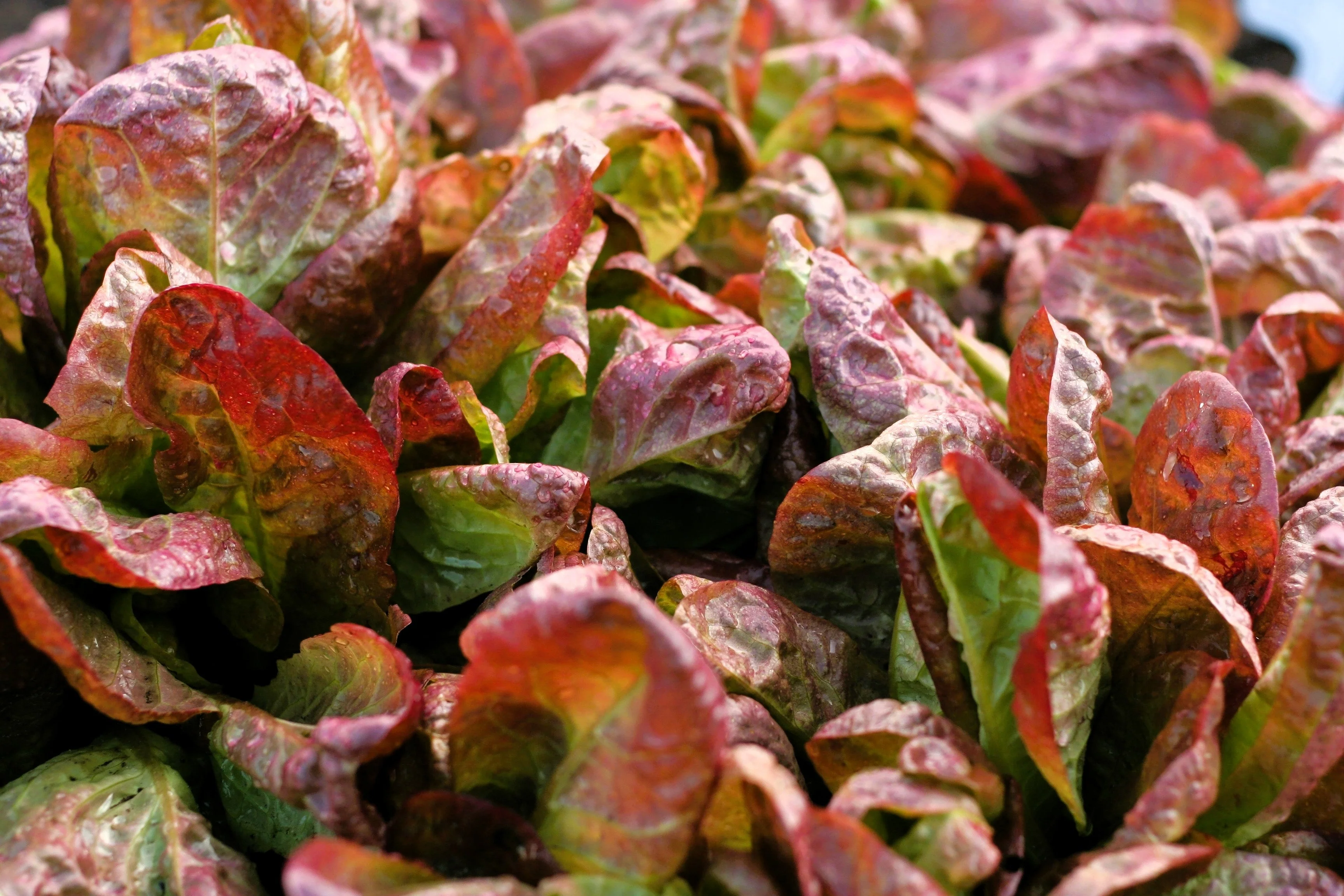 3000 RED ROMAINE LETTUCE Lactuca Sativa Vegetable Seeds - Image 4